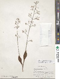 Talinum fruticosum image