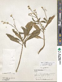 Talinum fruticosum image