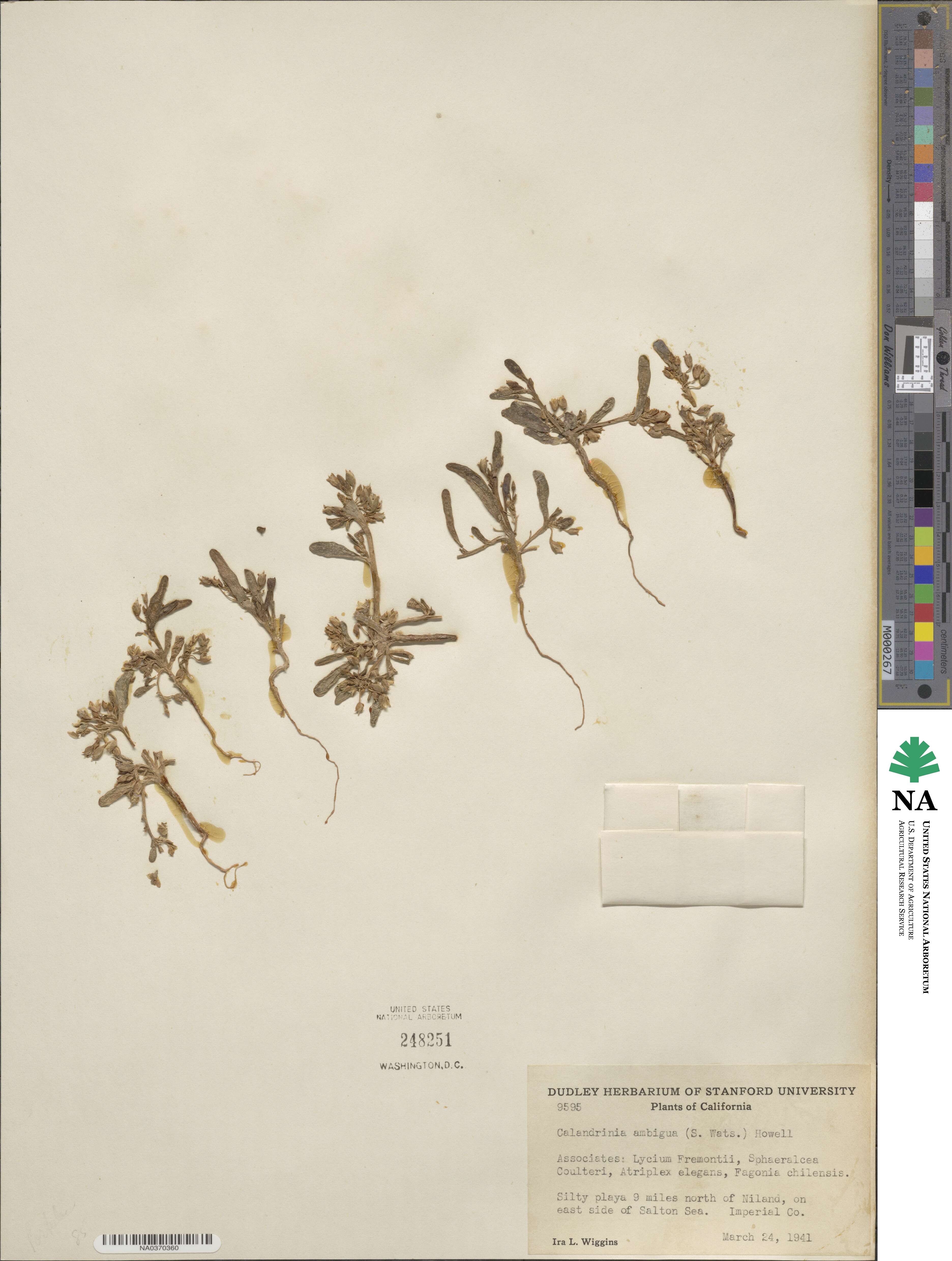 Thingia ambigua image