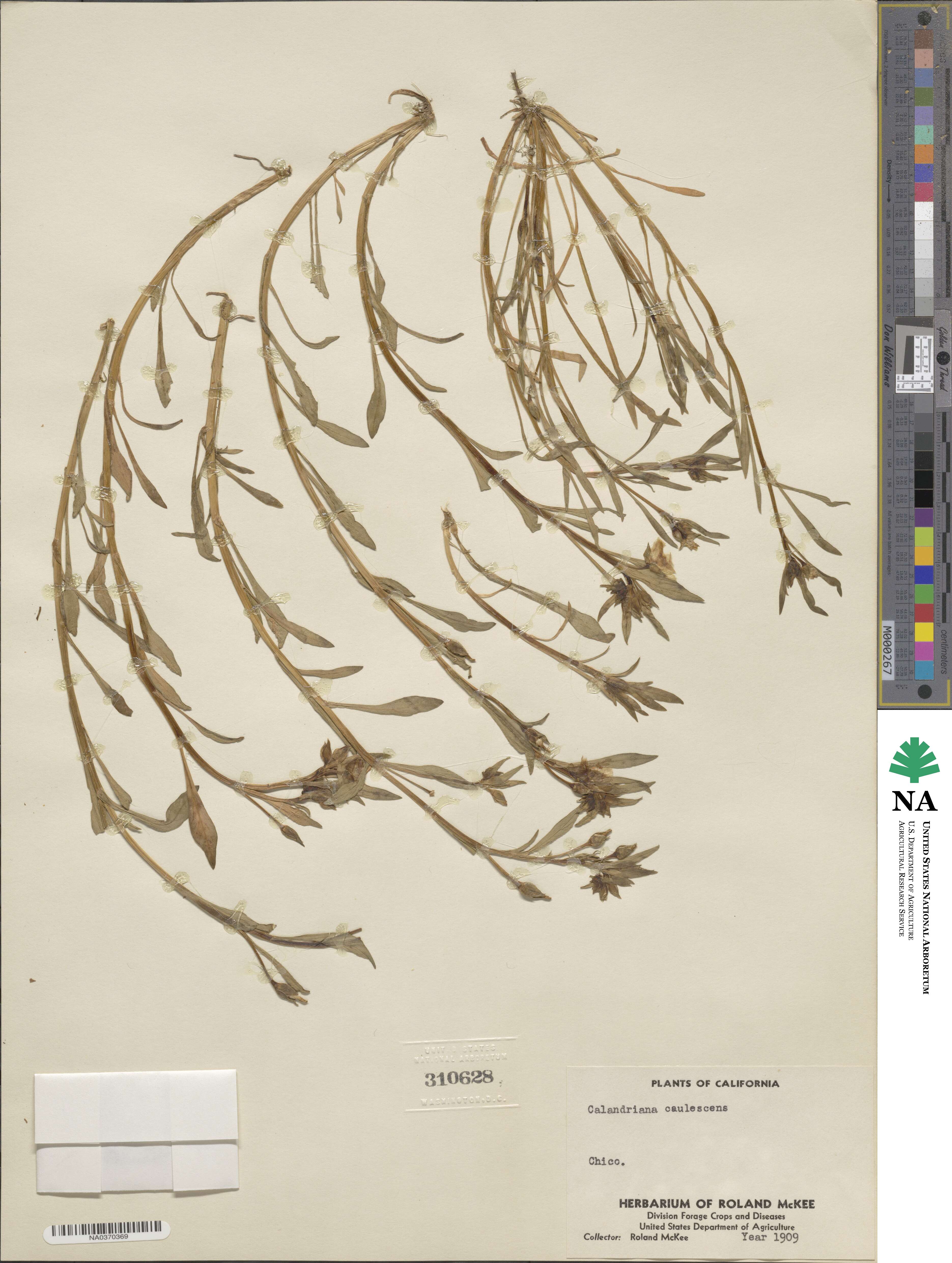 Calandrinia caulescens image