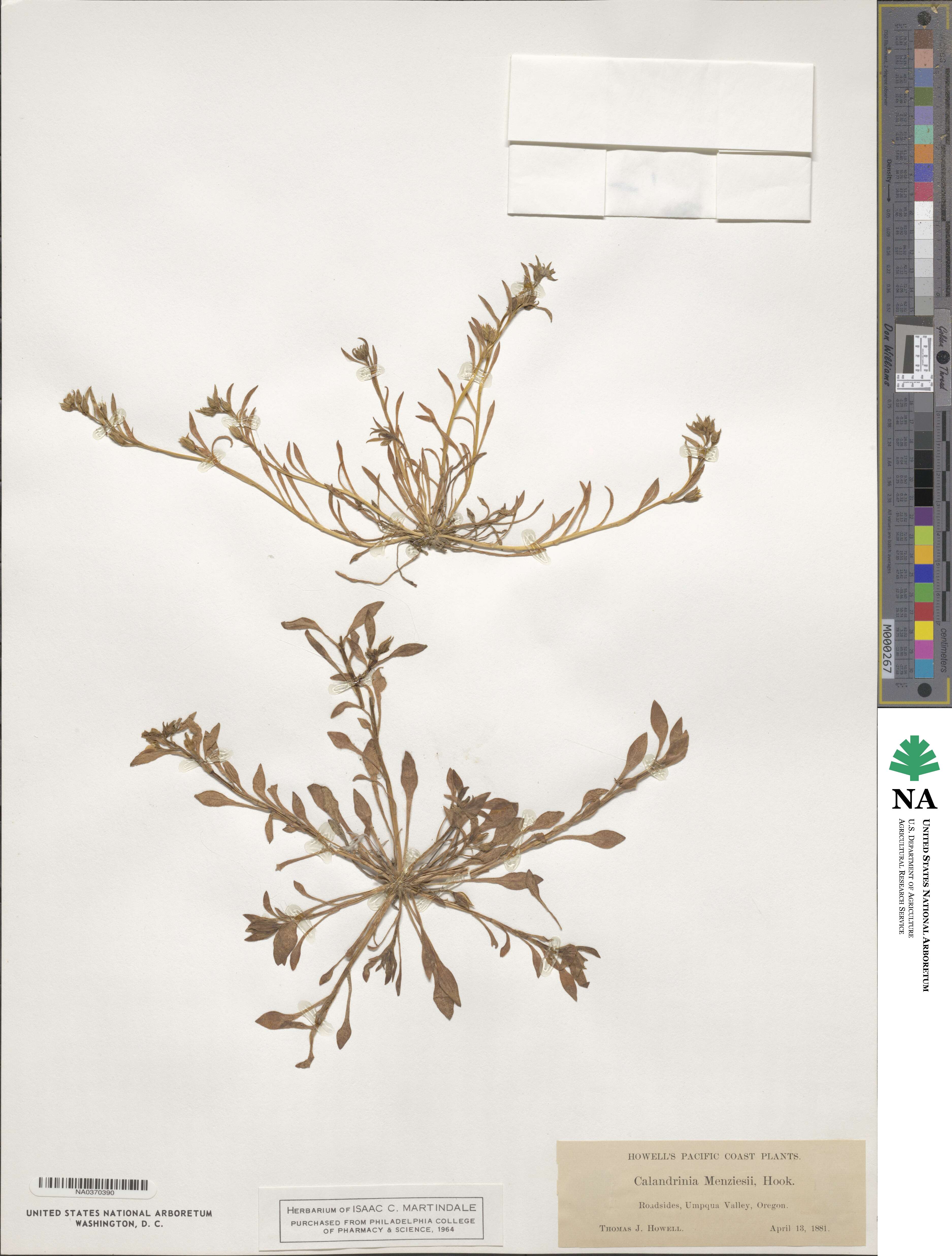 Calandrinia ciliata image