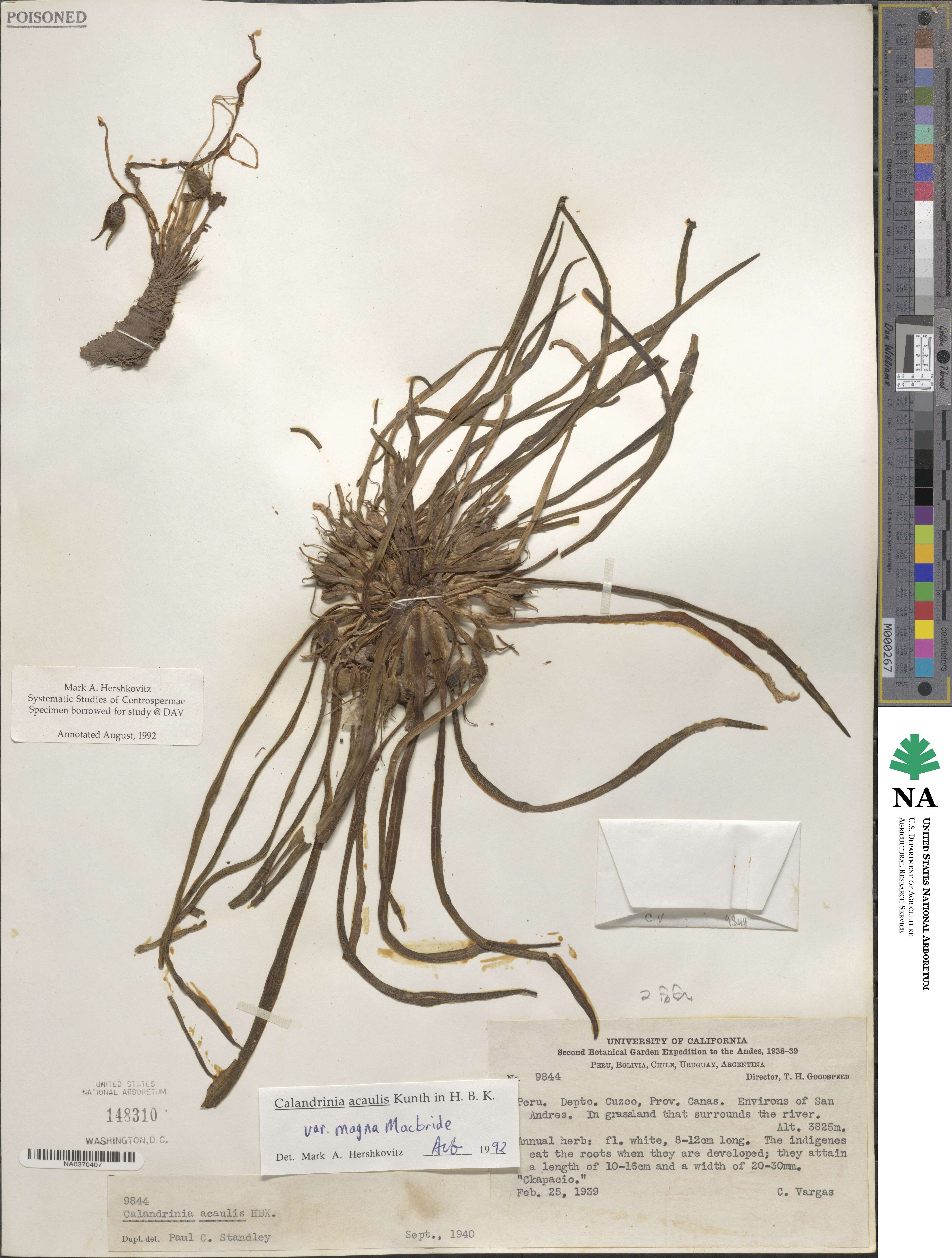 Calandrinia acaulis image