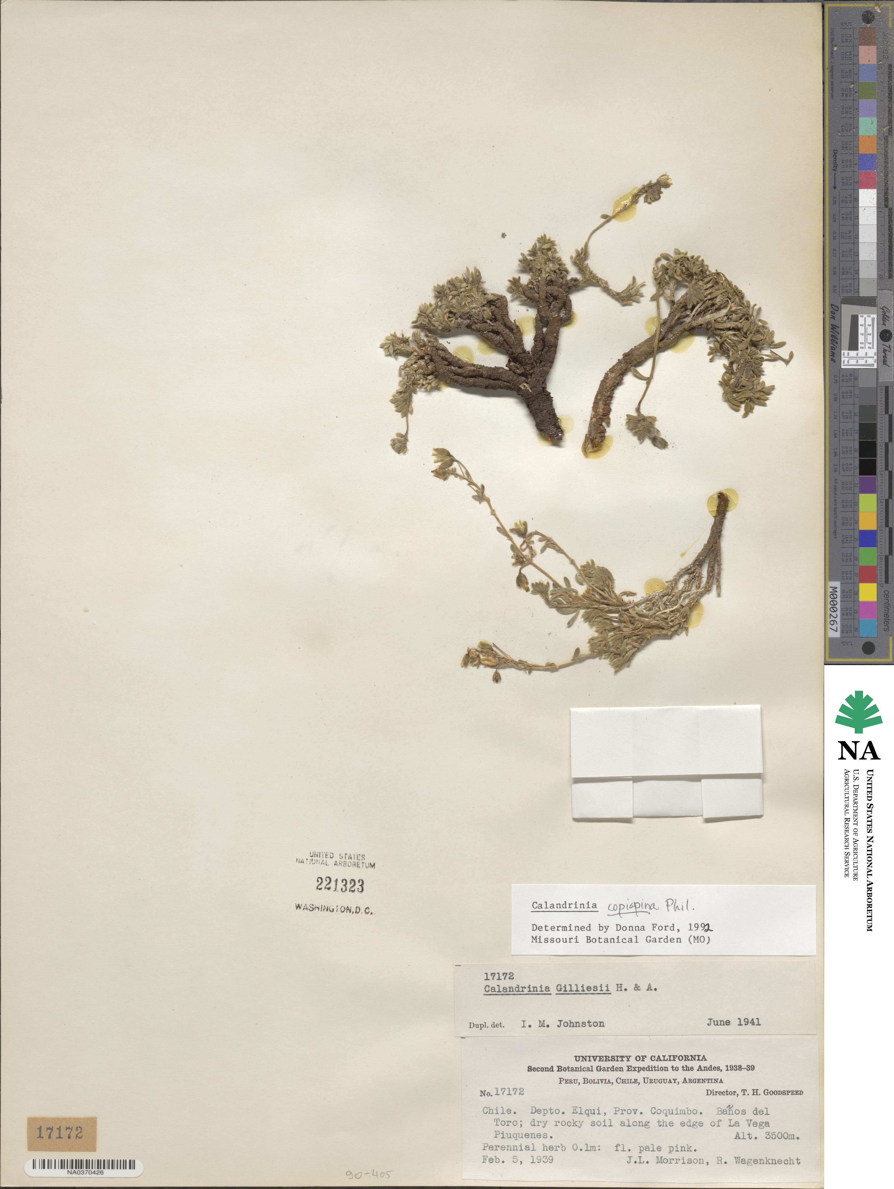 Montiopsis copiapina image