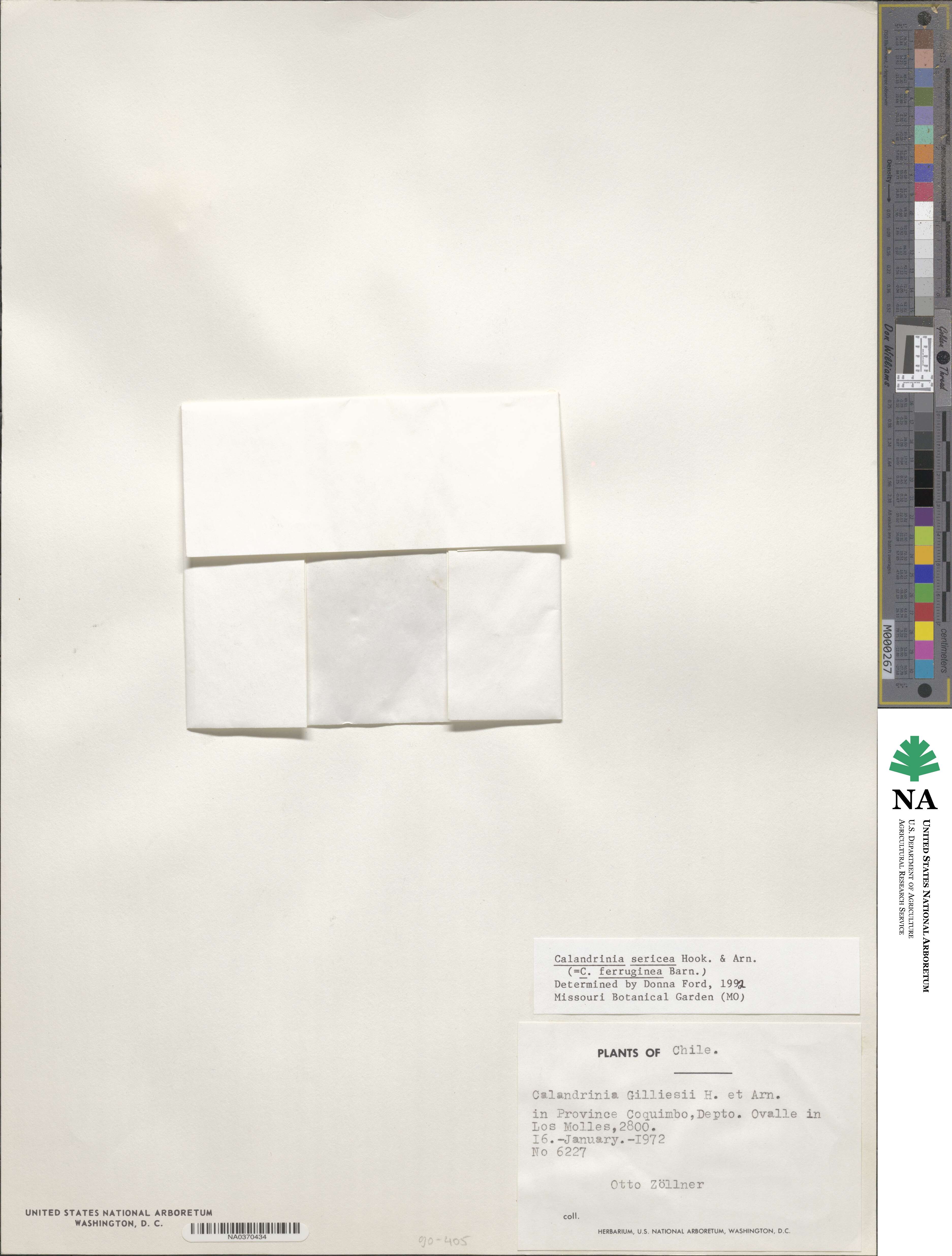 Montiopsis sericea image