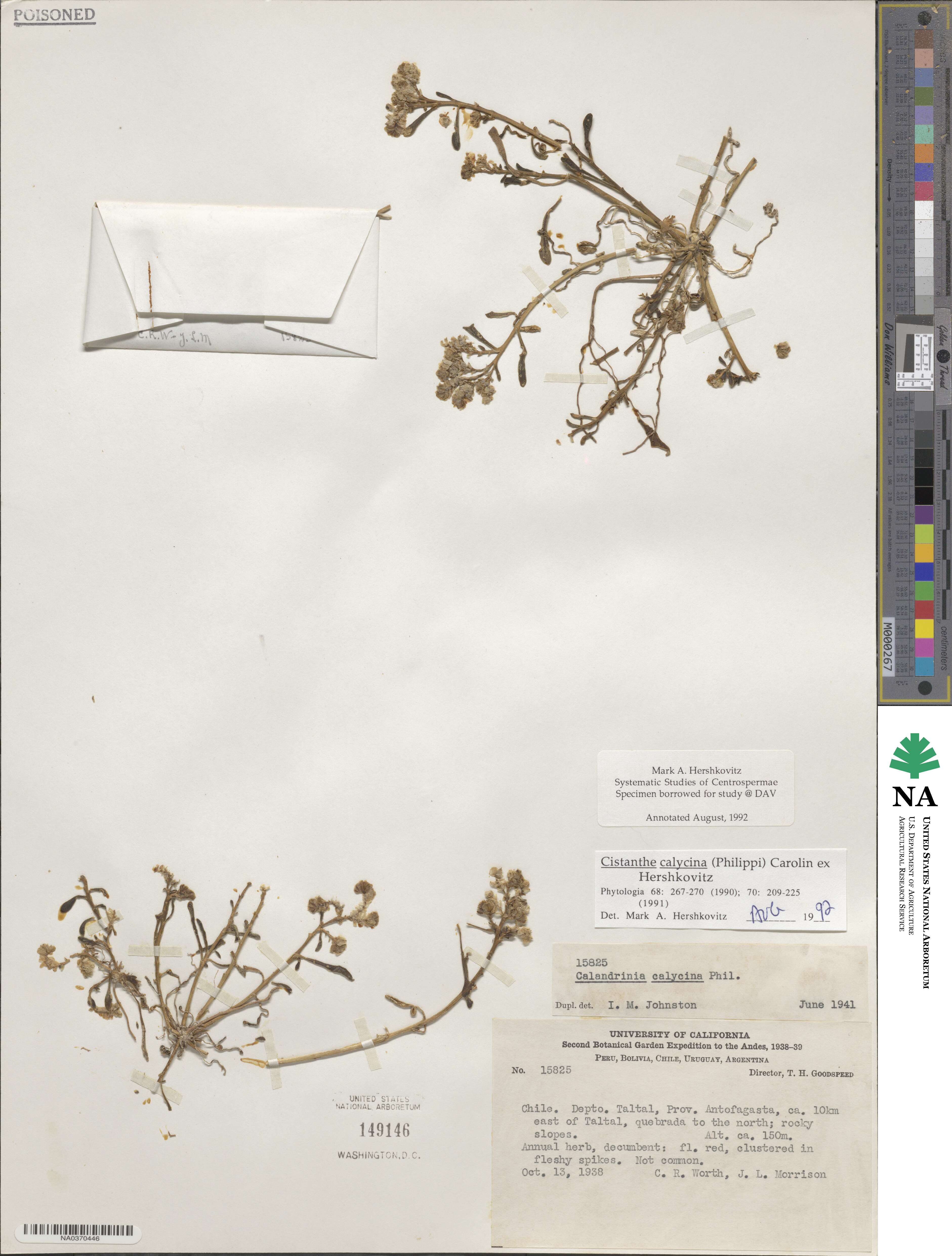 Philippiamra calycina image