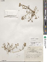 Image of Philippiamra calycina