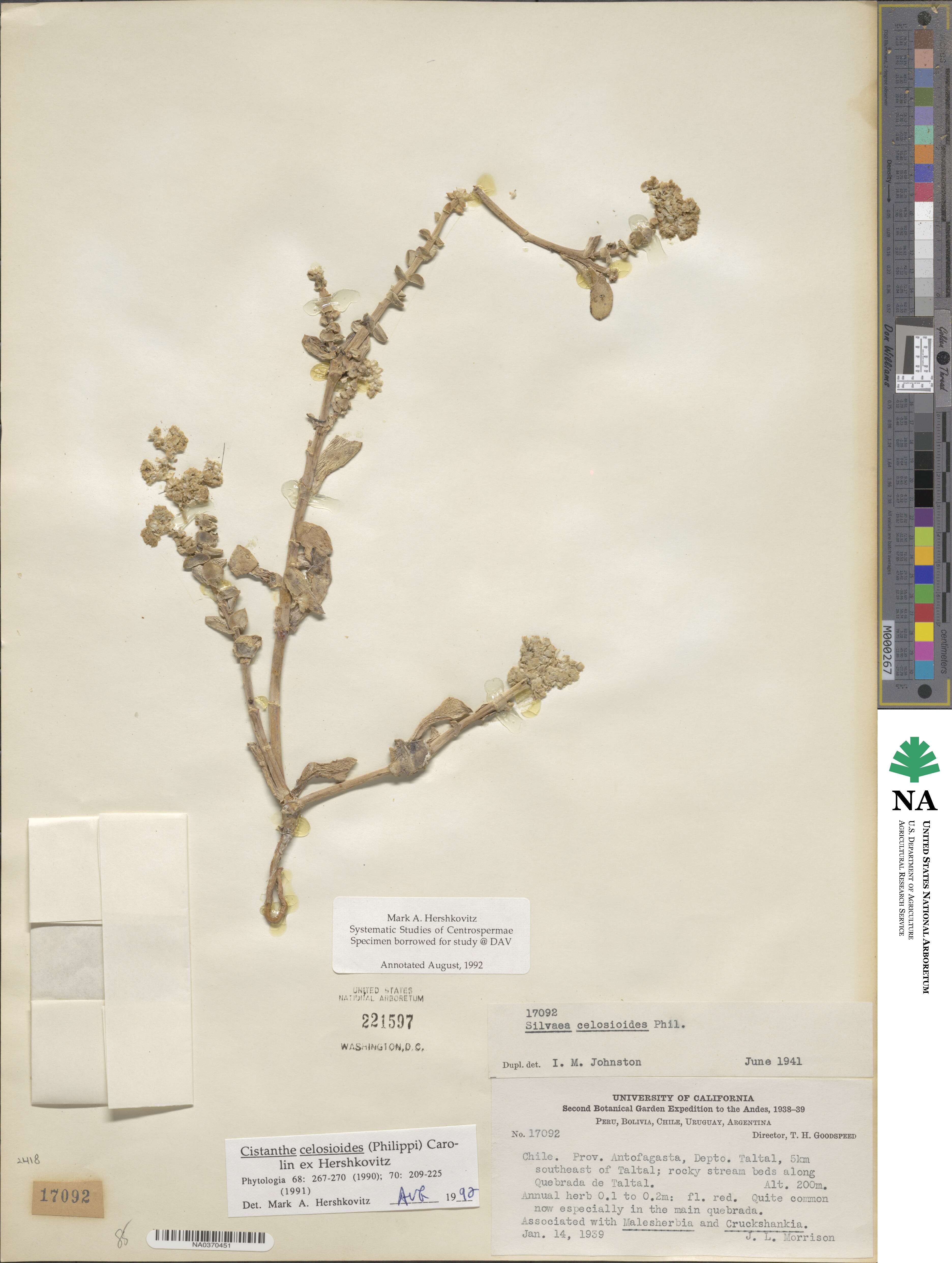 Philippiamra celosioides image