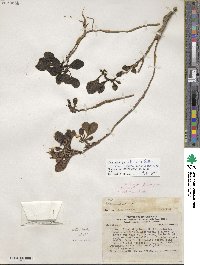 Cistanthe picta image
