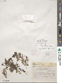Cistanthe picta image