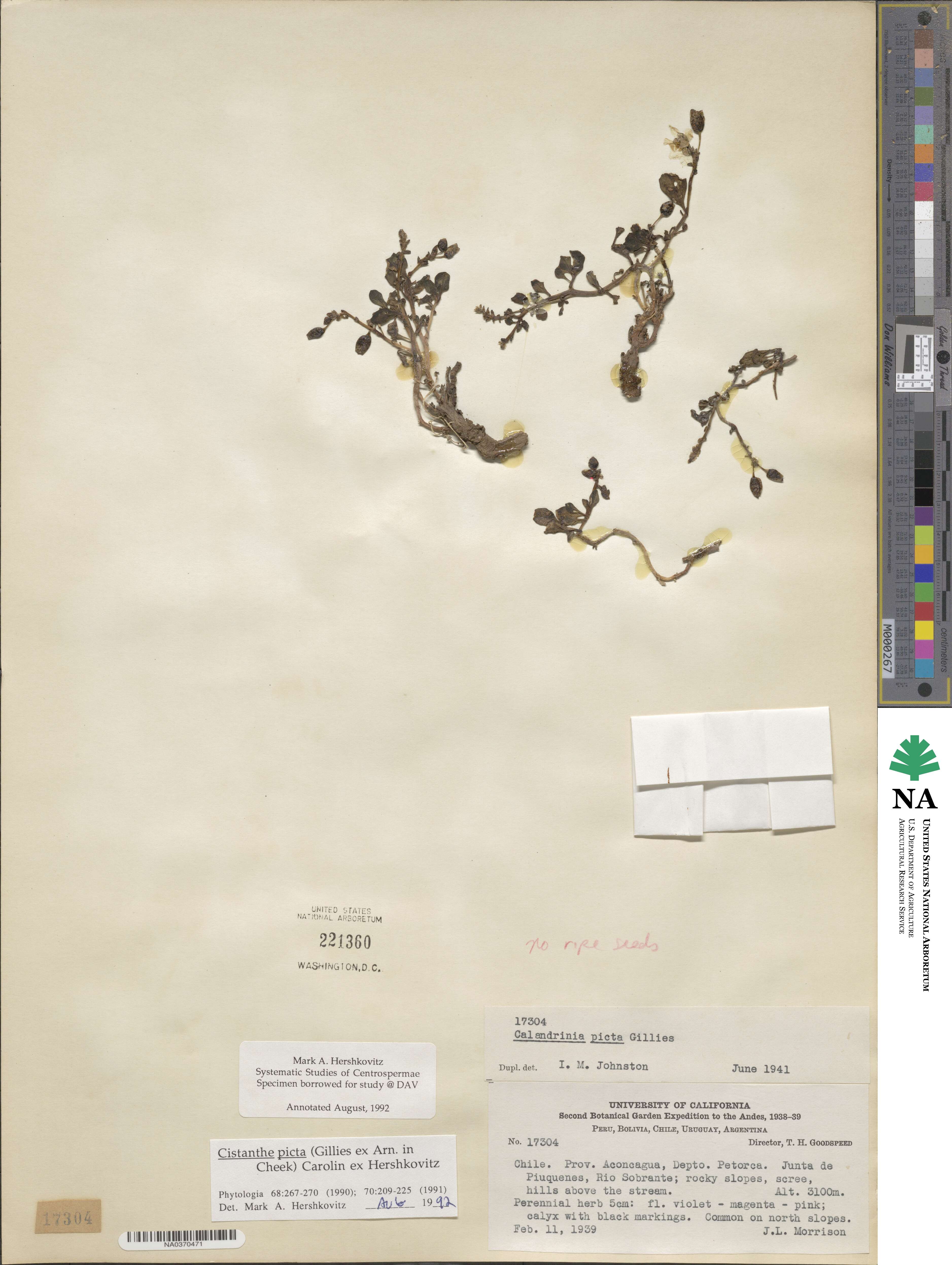 Cistanthe picta image