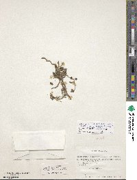 Cistanthe picta image