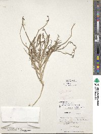 Image of Cistanthe thyrsoidea