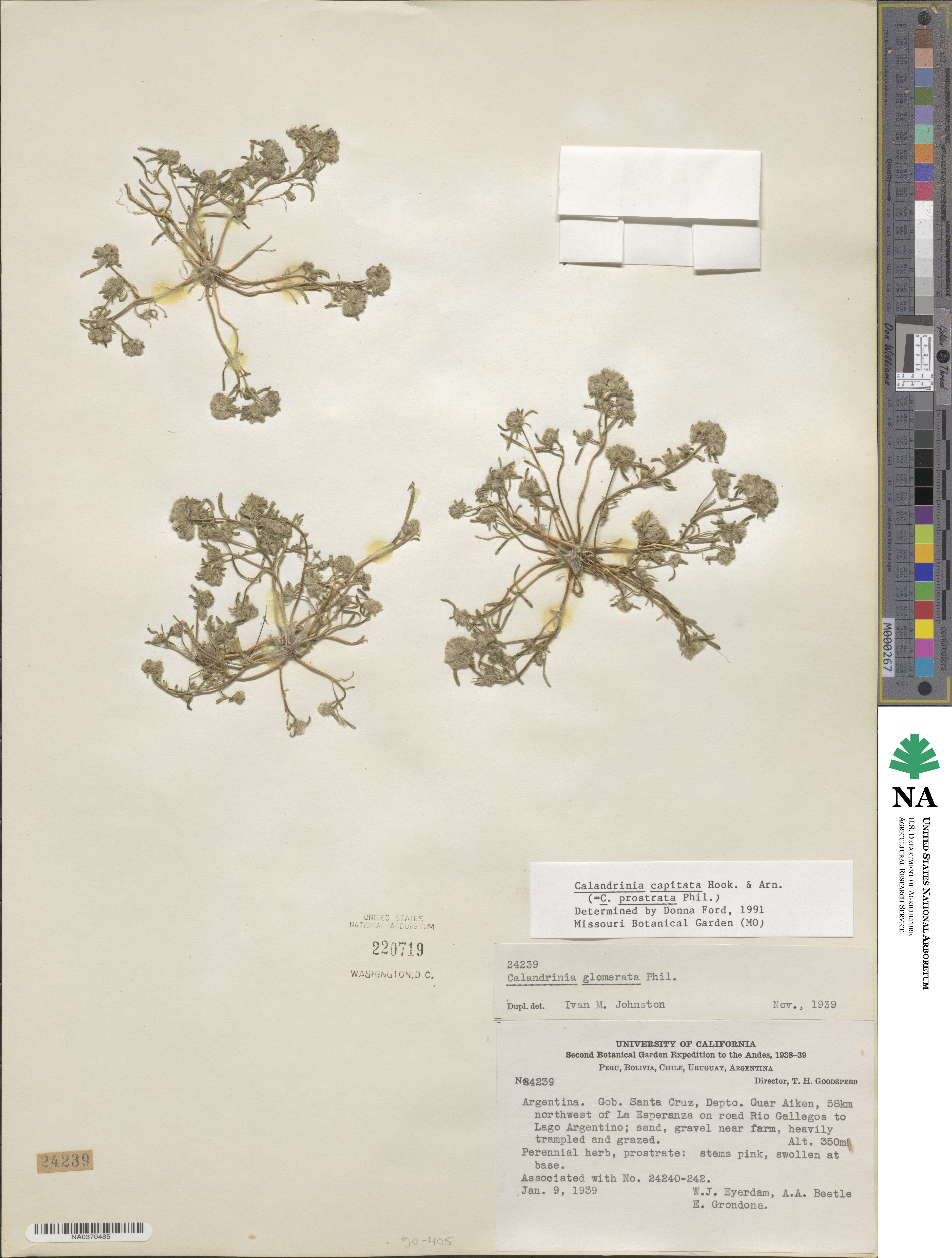 Montiopsis capitata image