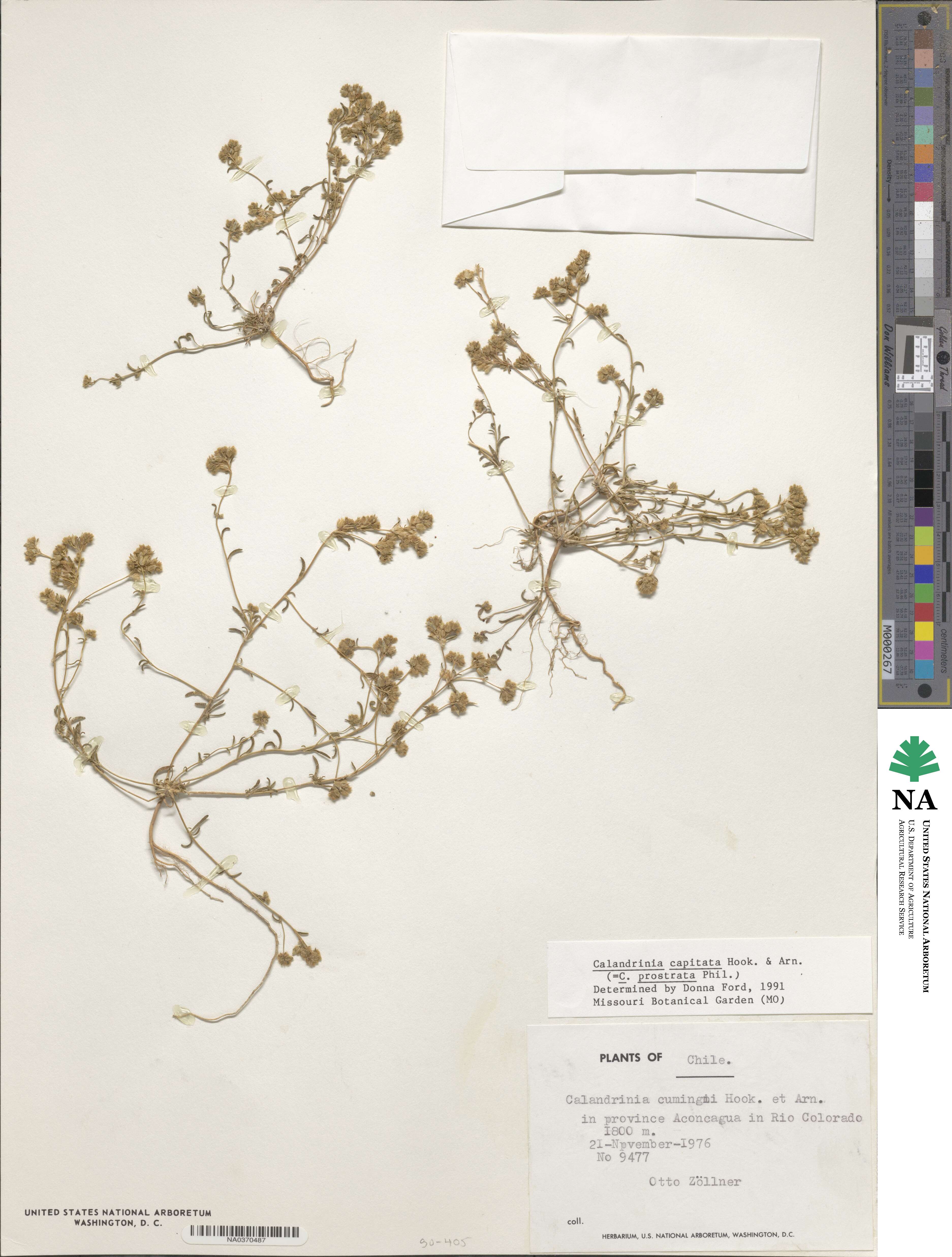 Montiopsis capitata image