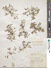 Calyptridium monandrum image