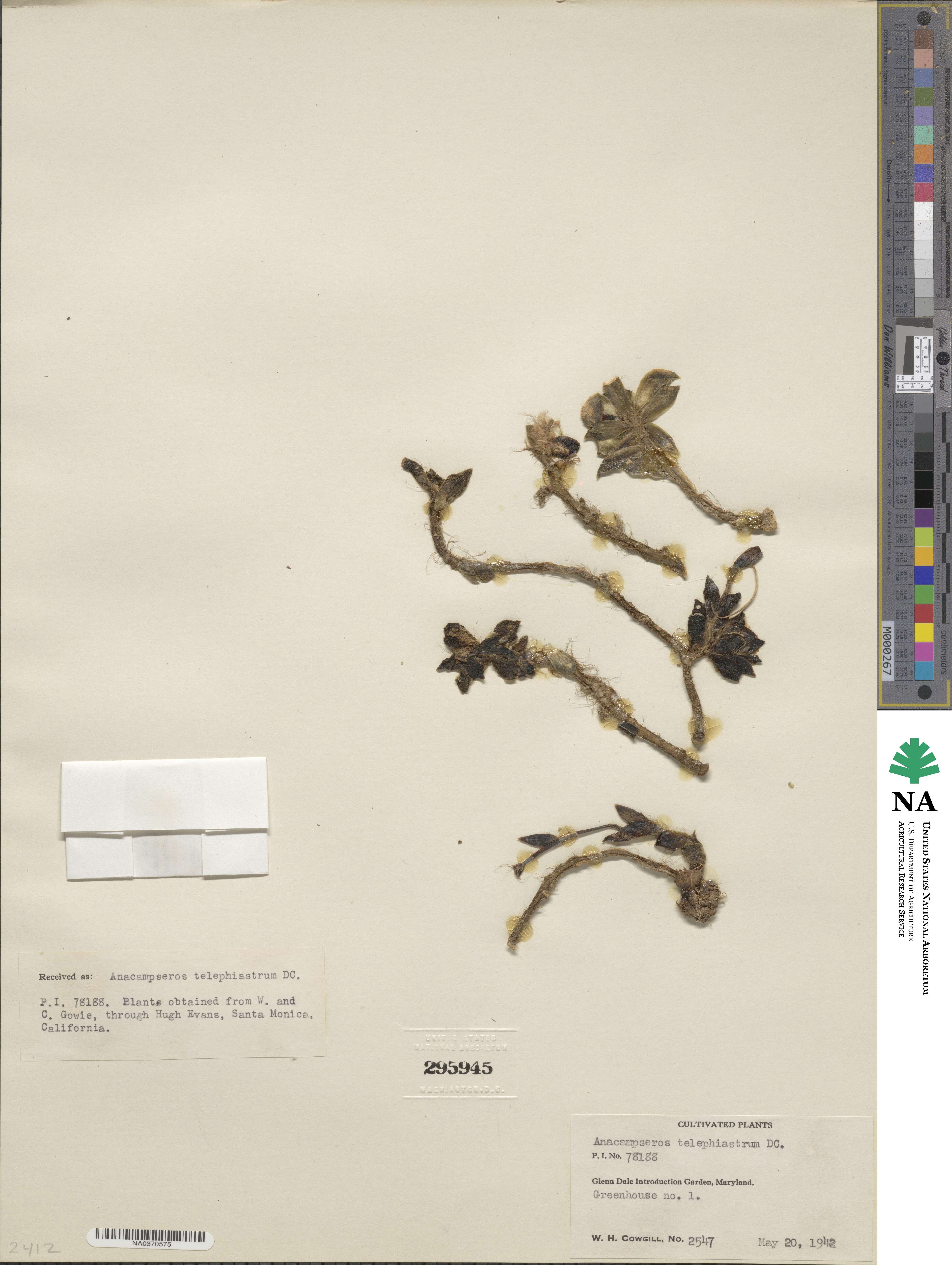 Anacampseros image