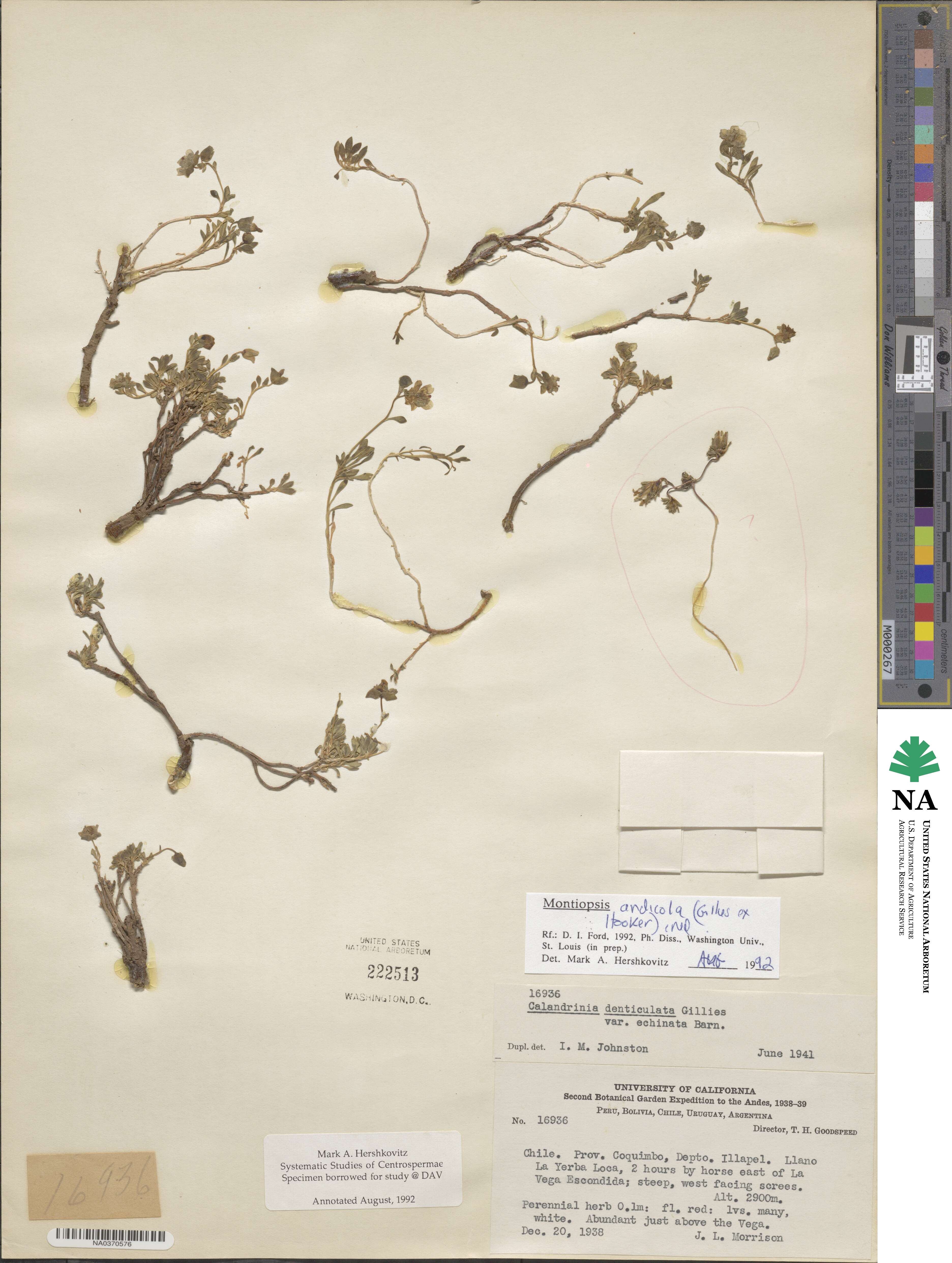 Montiopsis andicola image