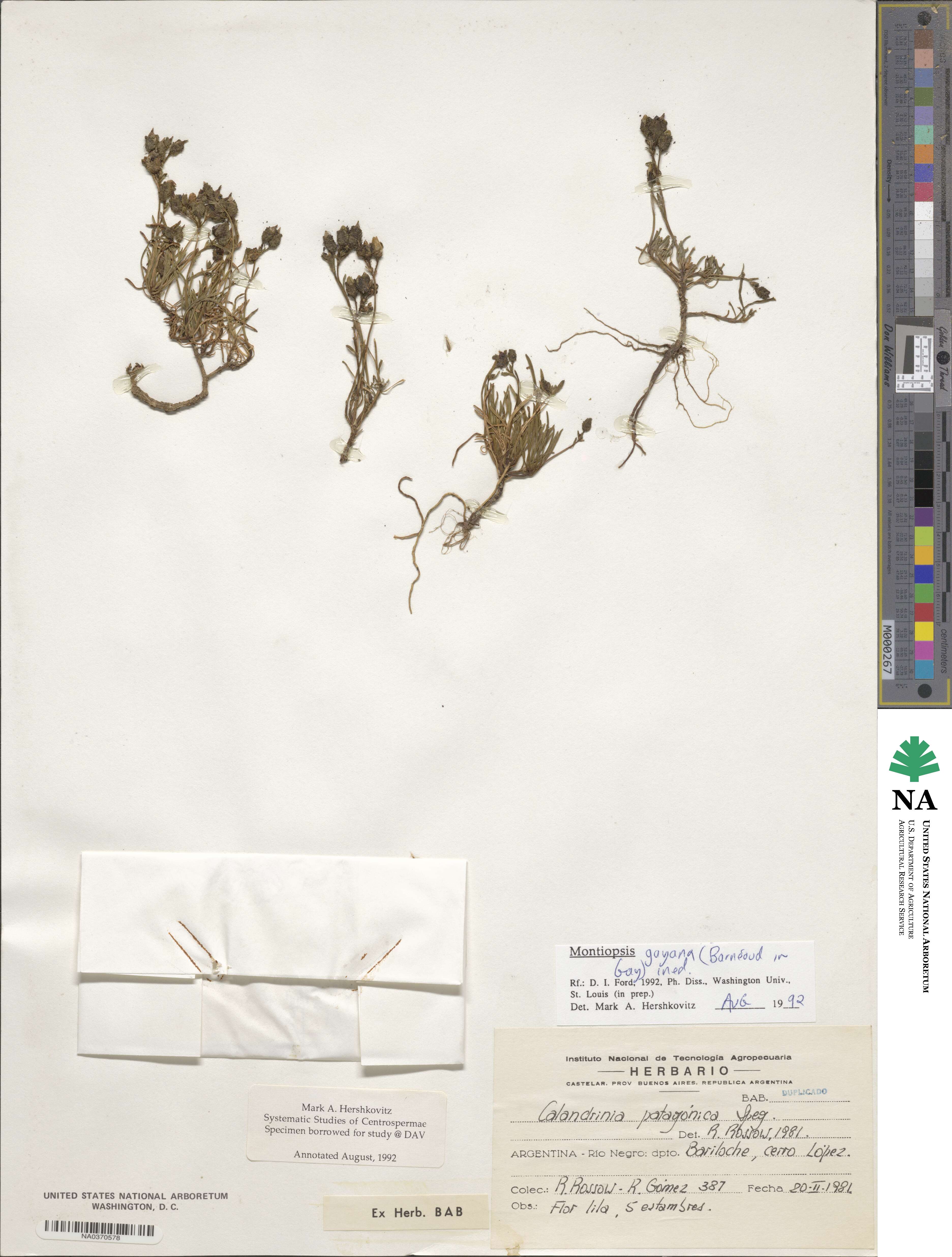 Montiopsis gayana image