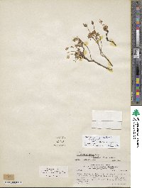 Montiopsis gayana image