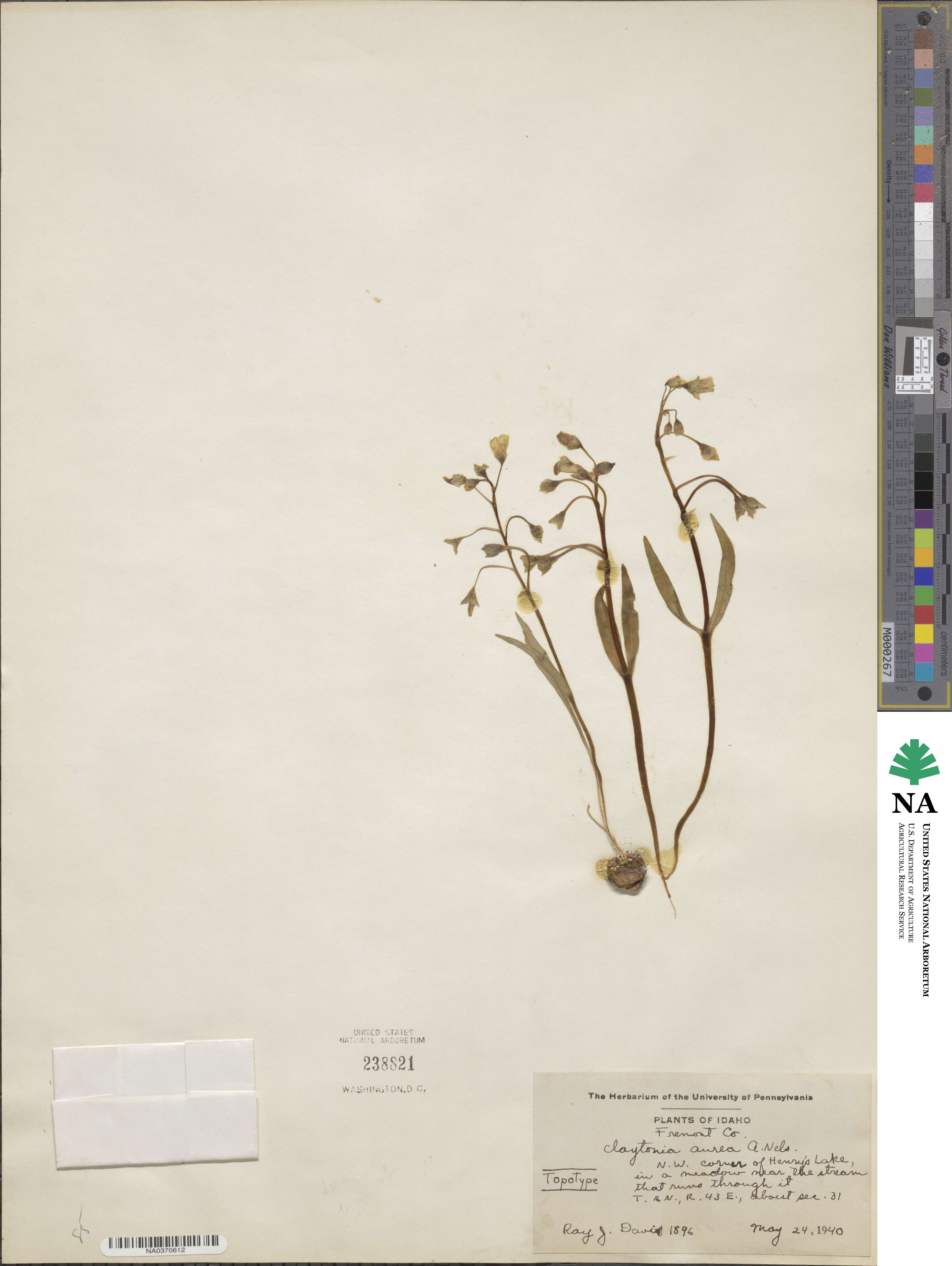 Claytonia multiscapa subsp. multiscapa image