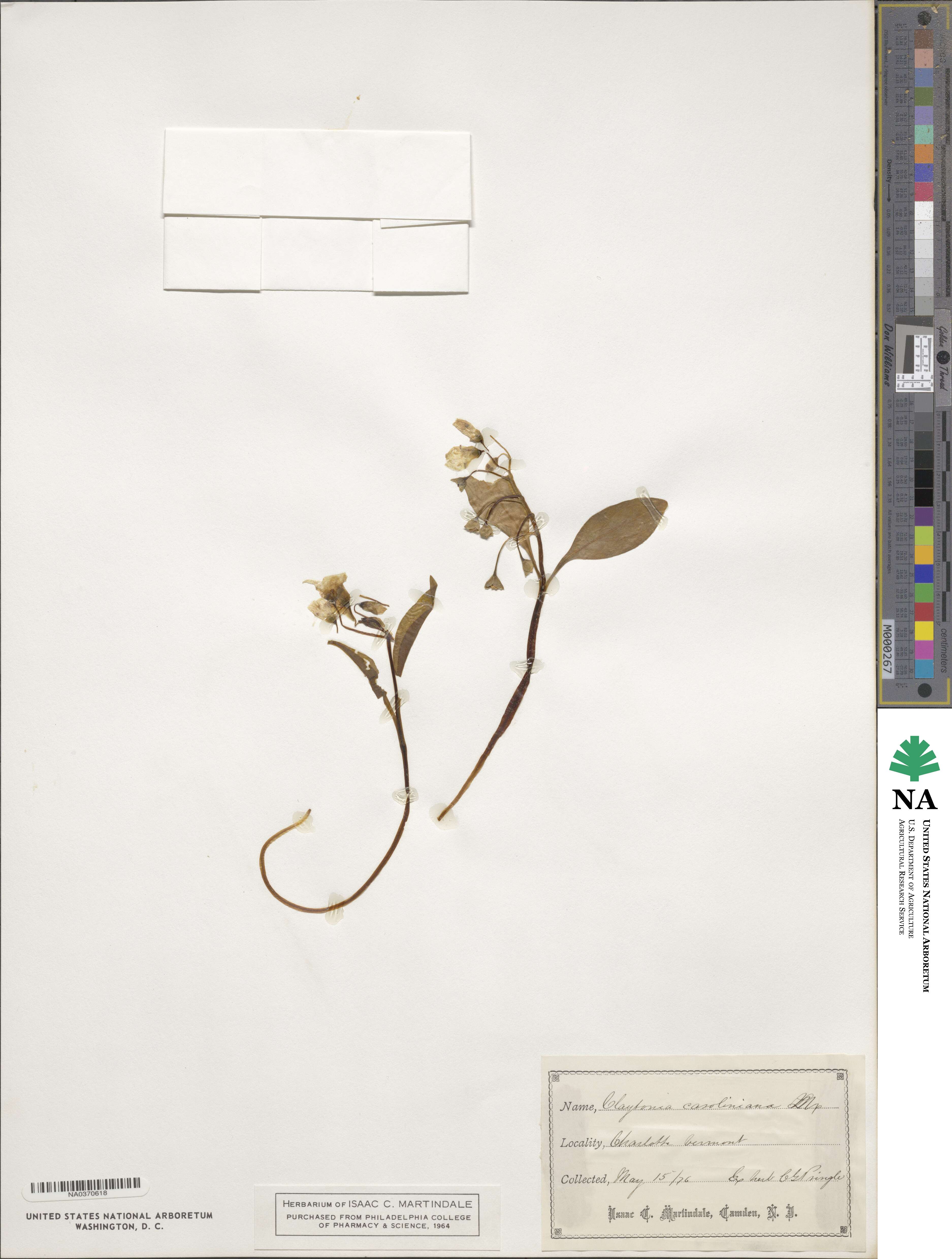 Claytonia caroliniana image