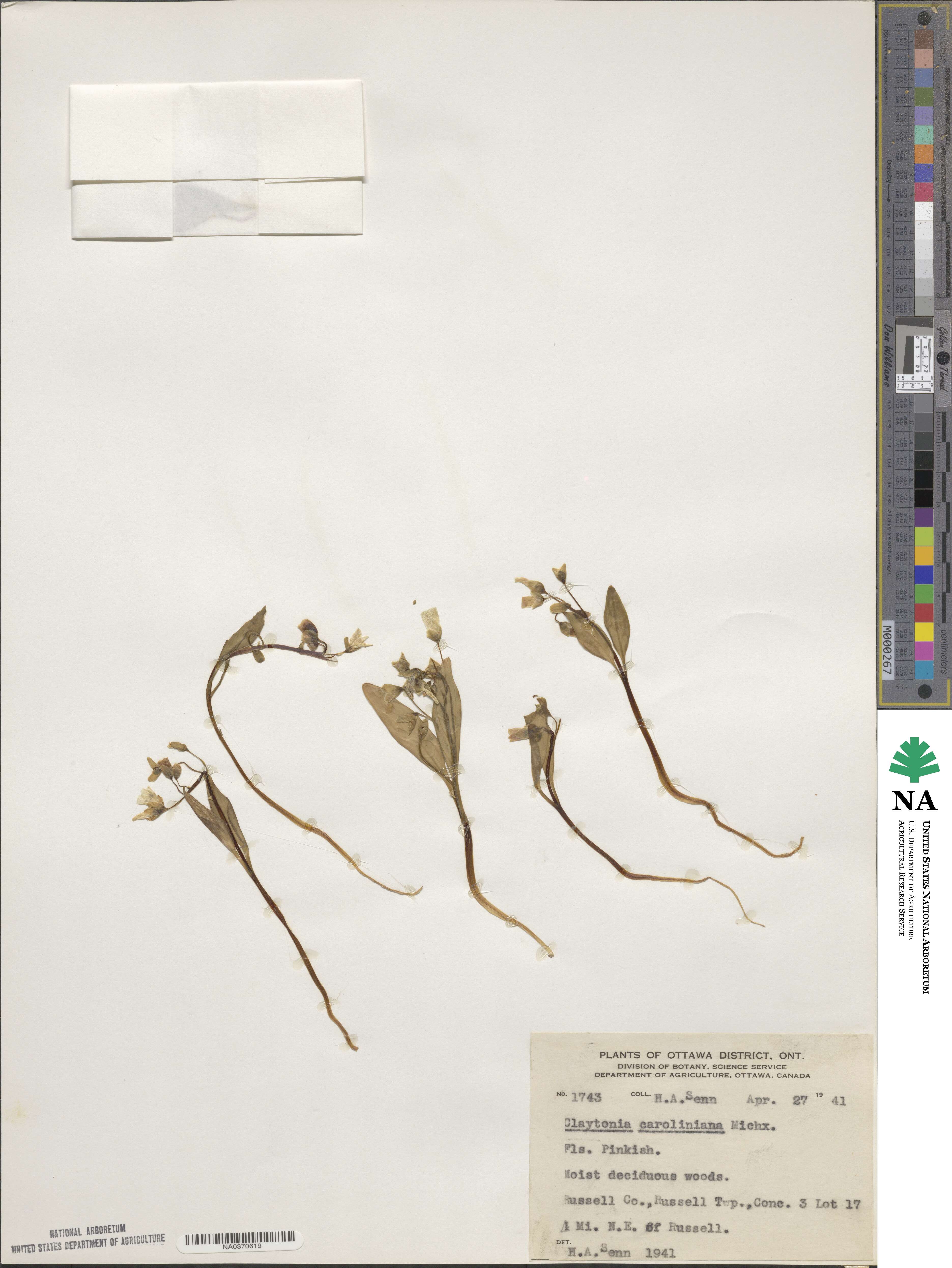 Claytonia caroliniana image