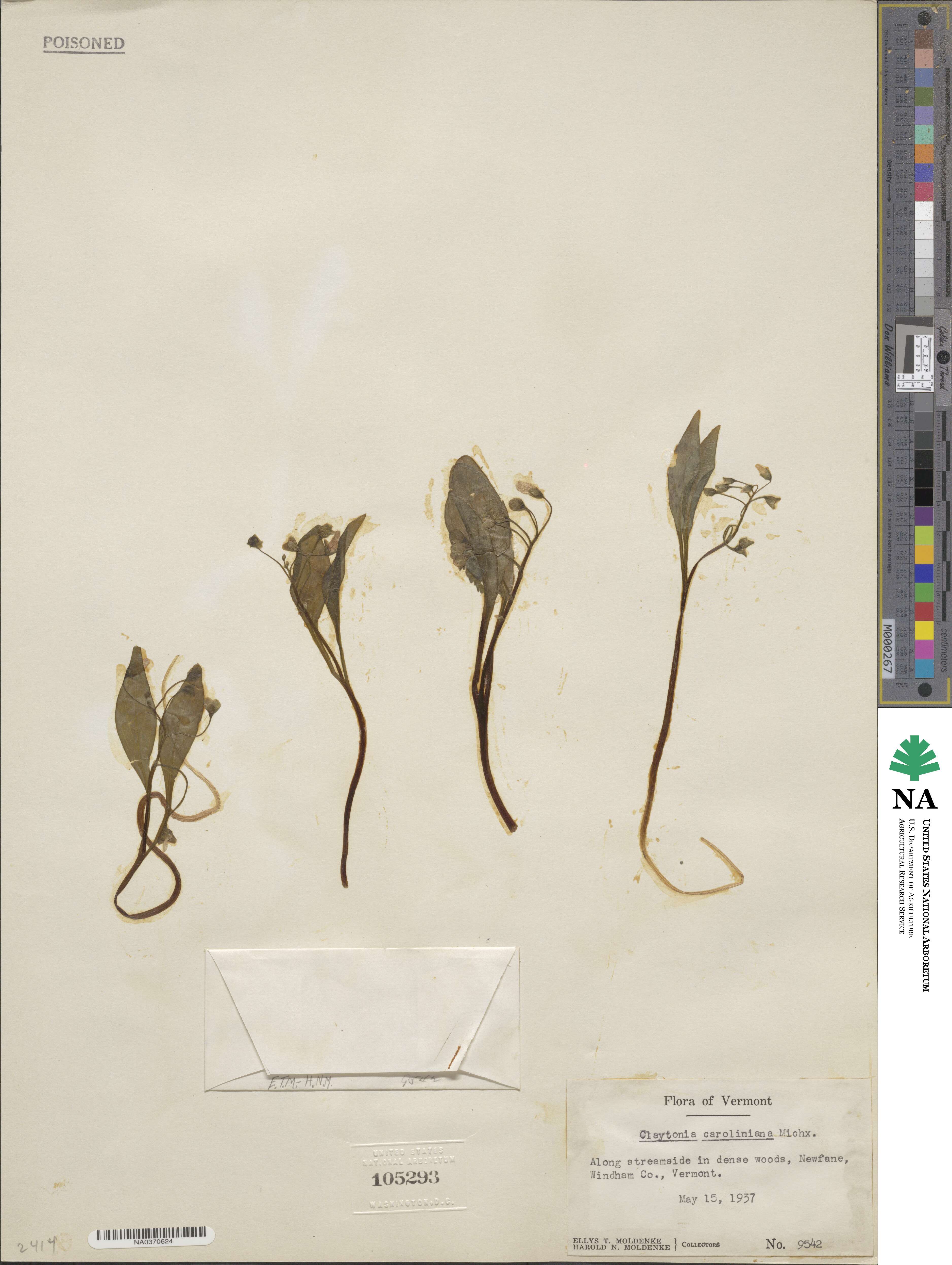 Claytonia caroliniana image