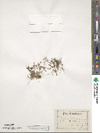 Montia chamissoi image