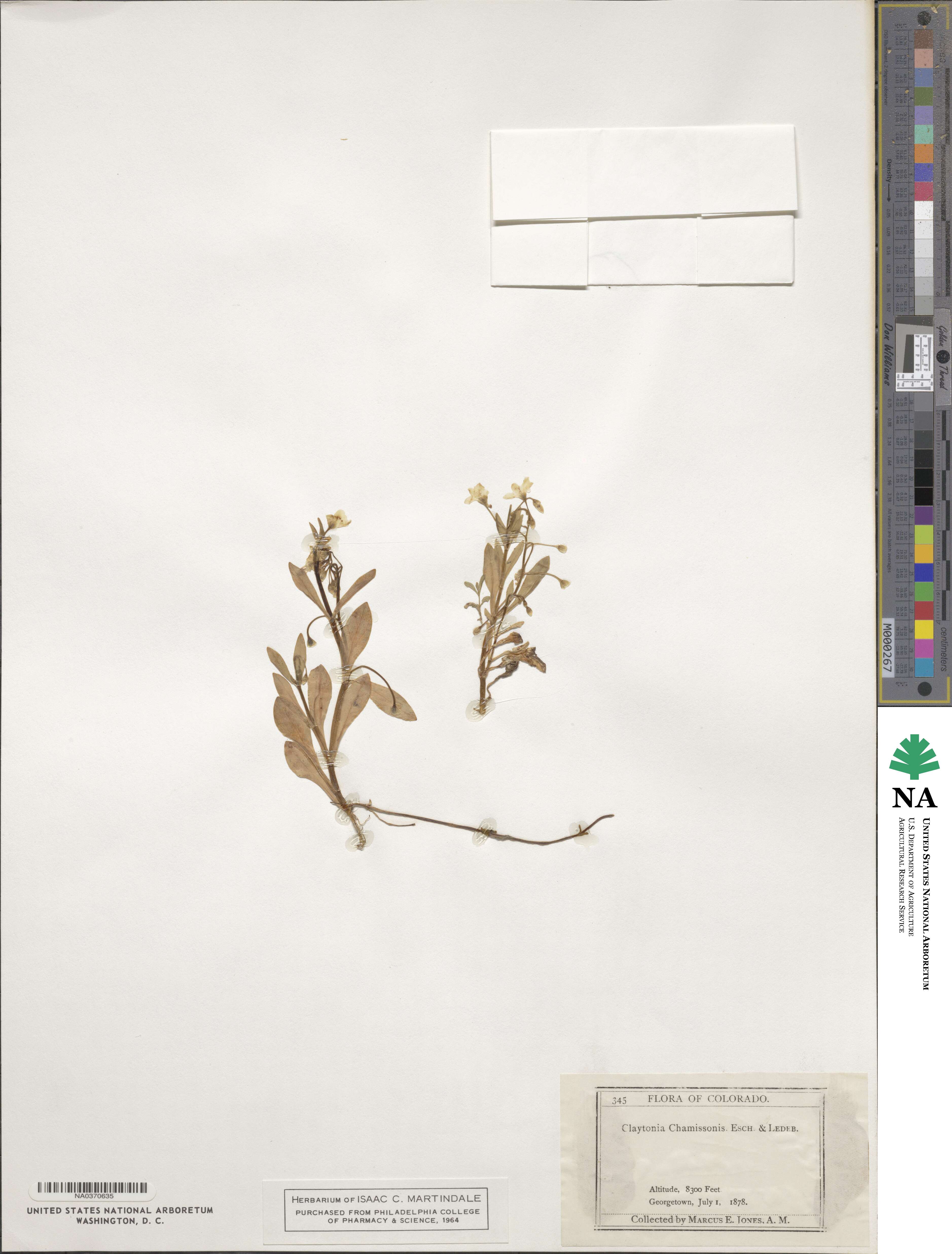Montia chamissoi image