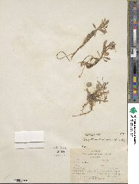 Montia chamissoi image
