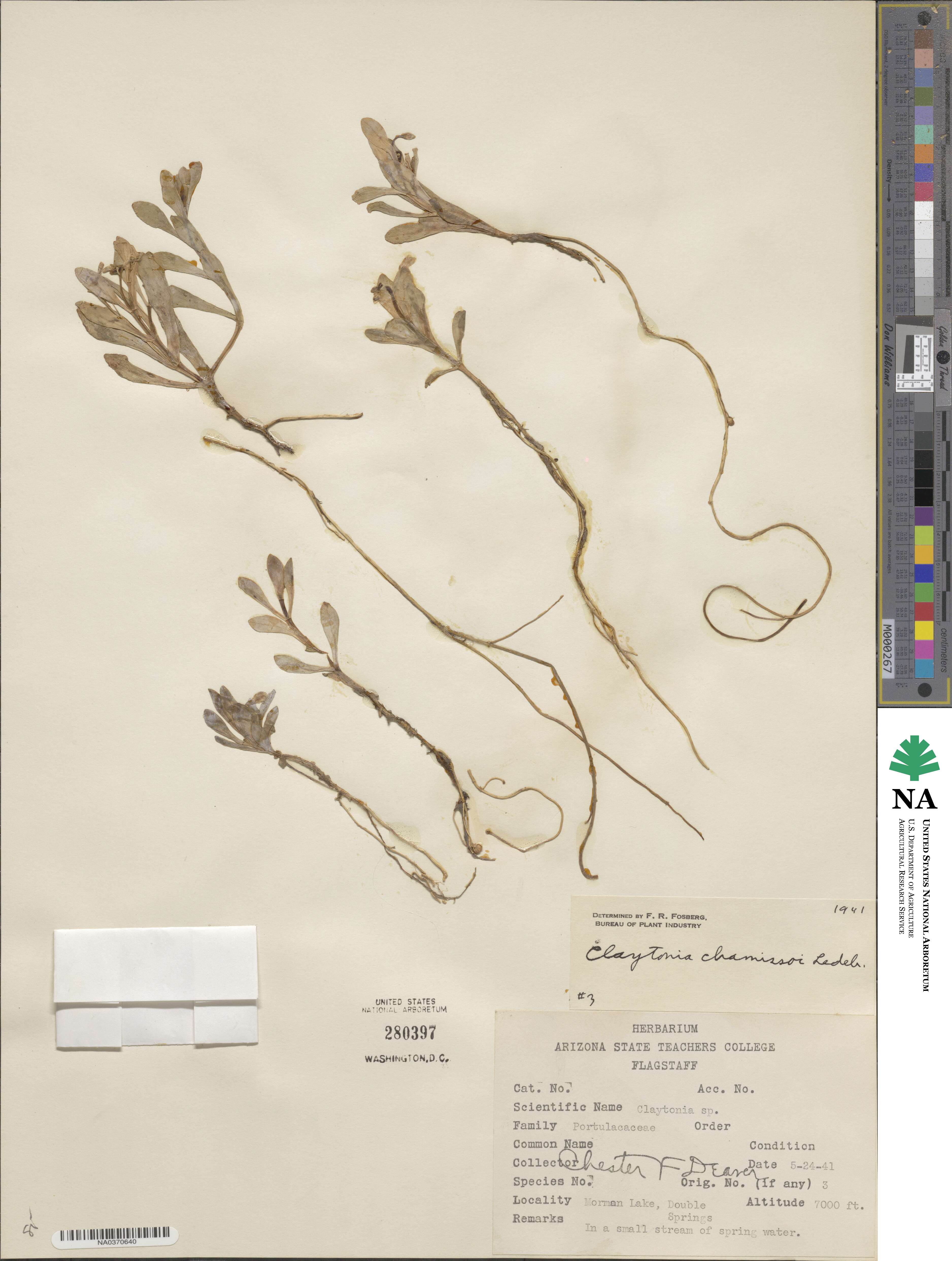 Montia chamissoi image