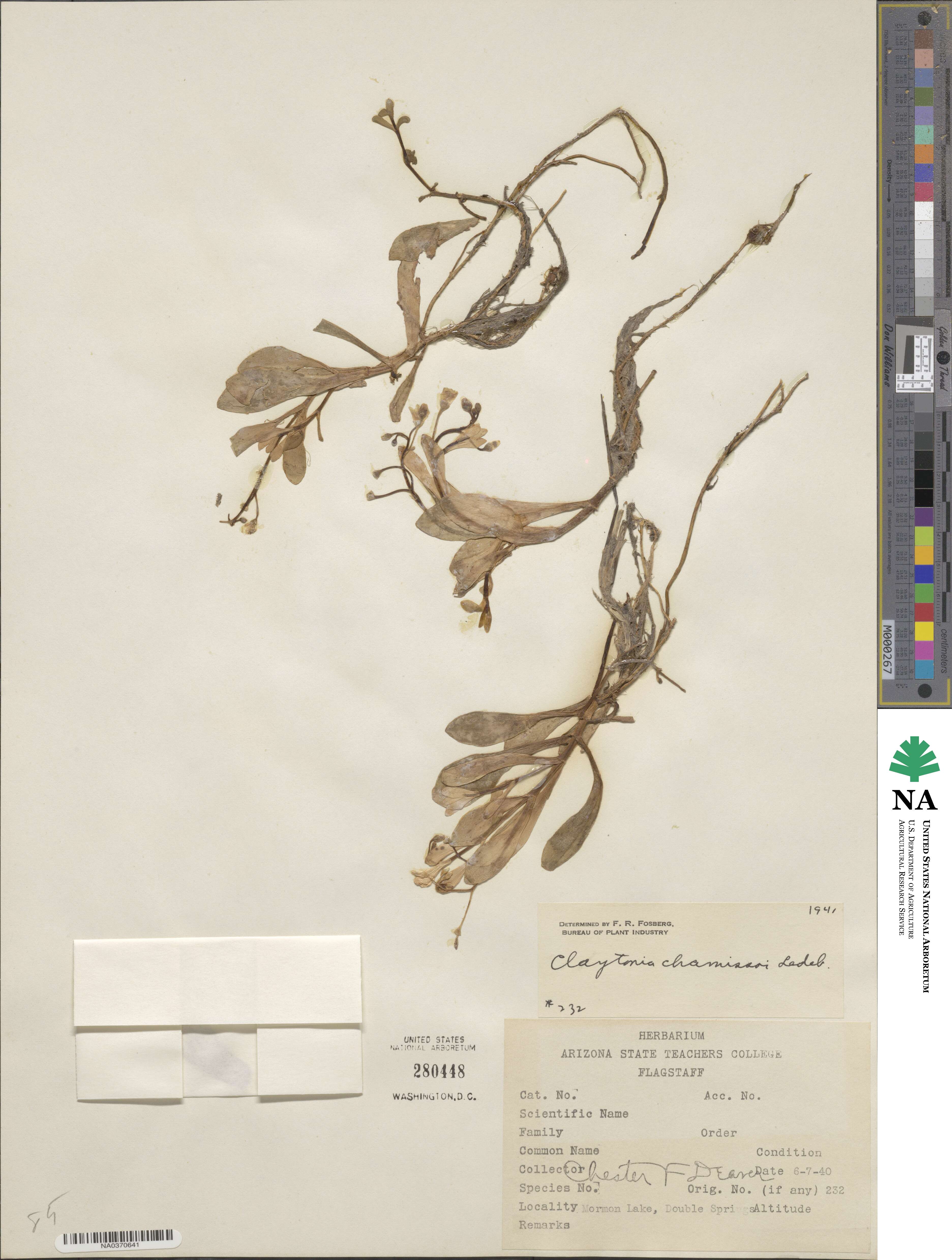Montia chamissoi image