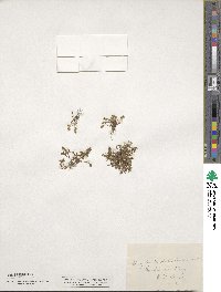Montia dichotoma image