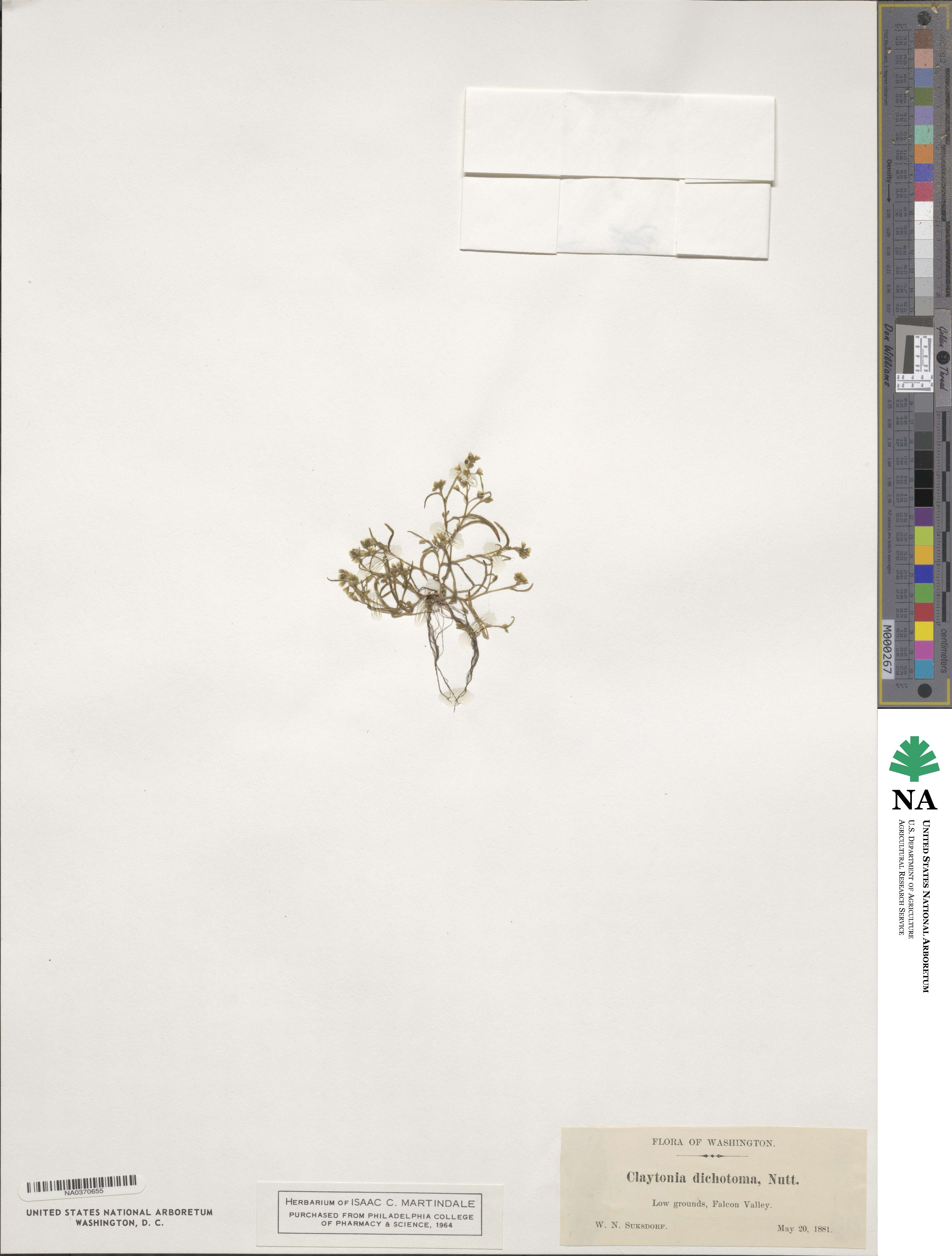Montia dichotoma image