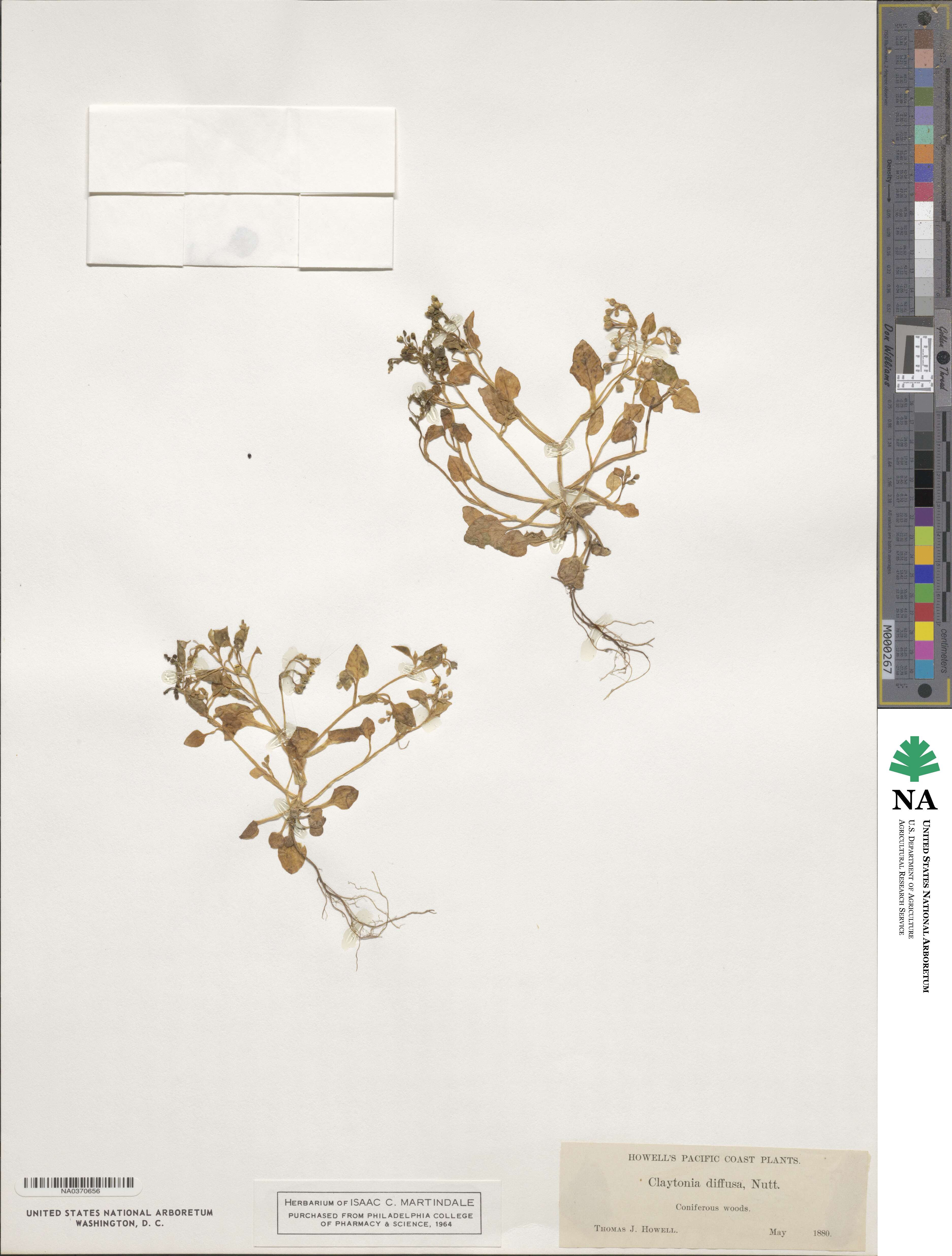 Claytonia diffusa image