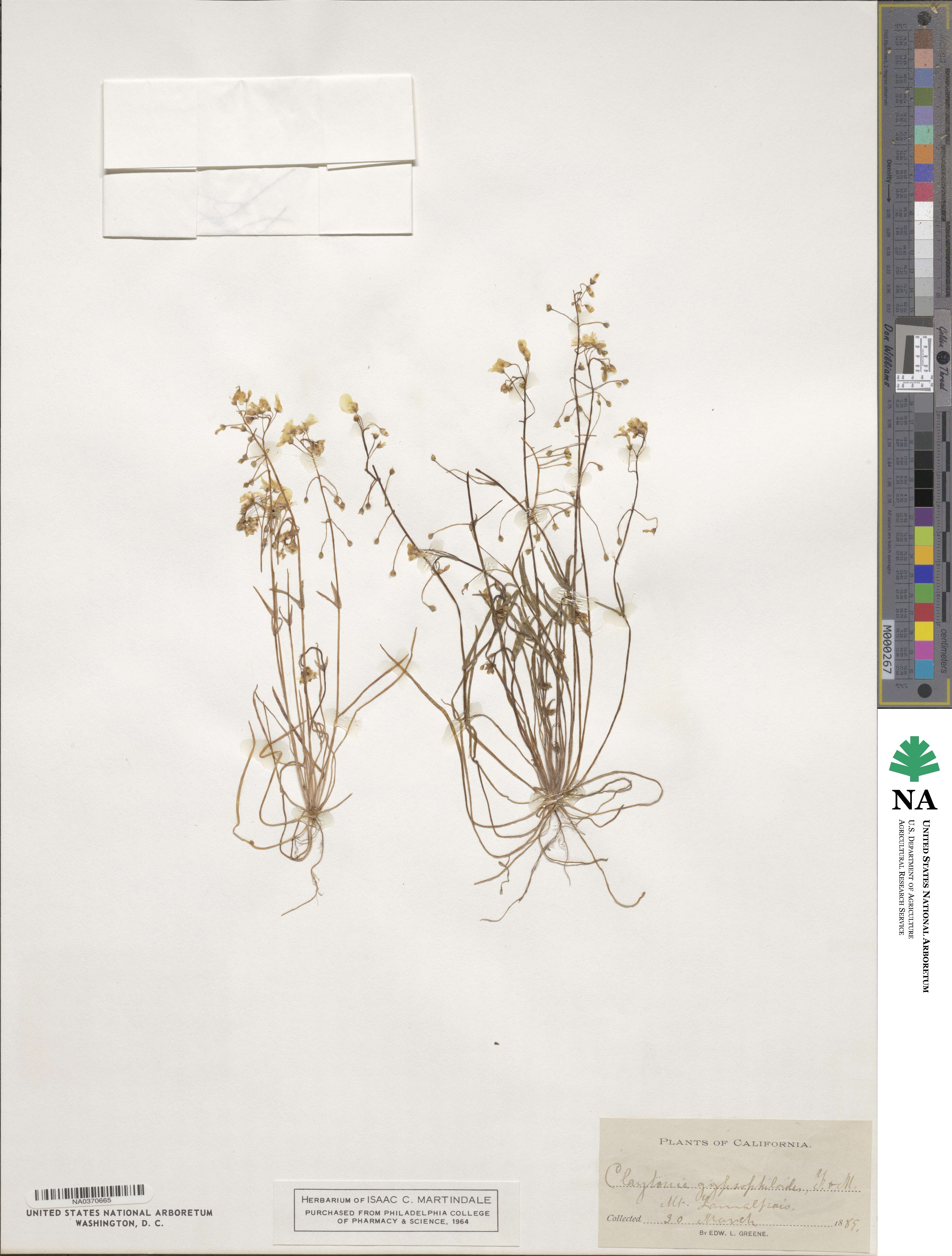 Claytonia gypsophiloides image