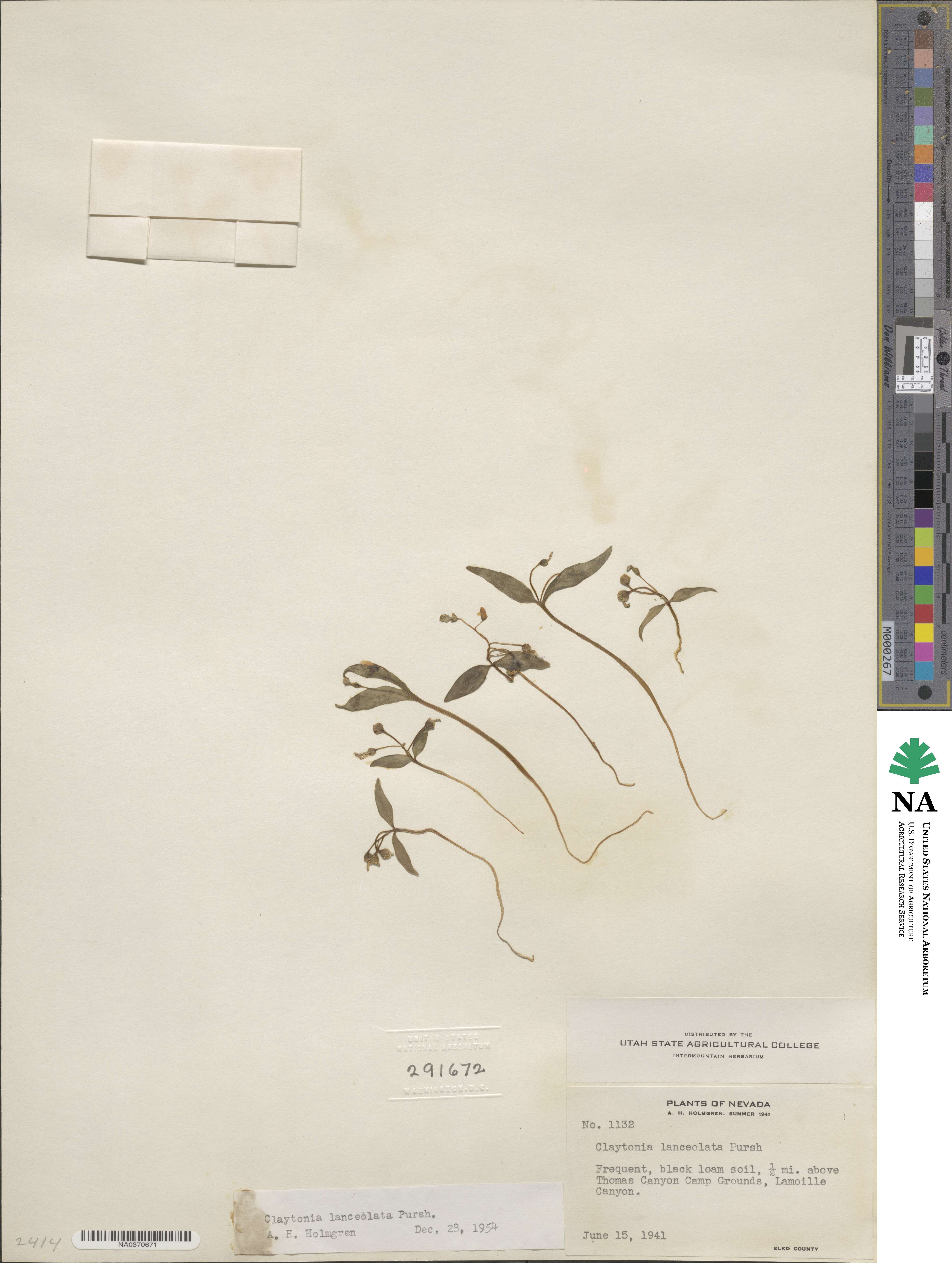 Claytonia lanceolata image