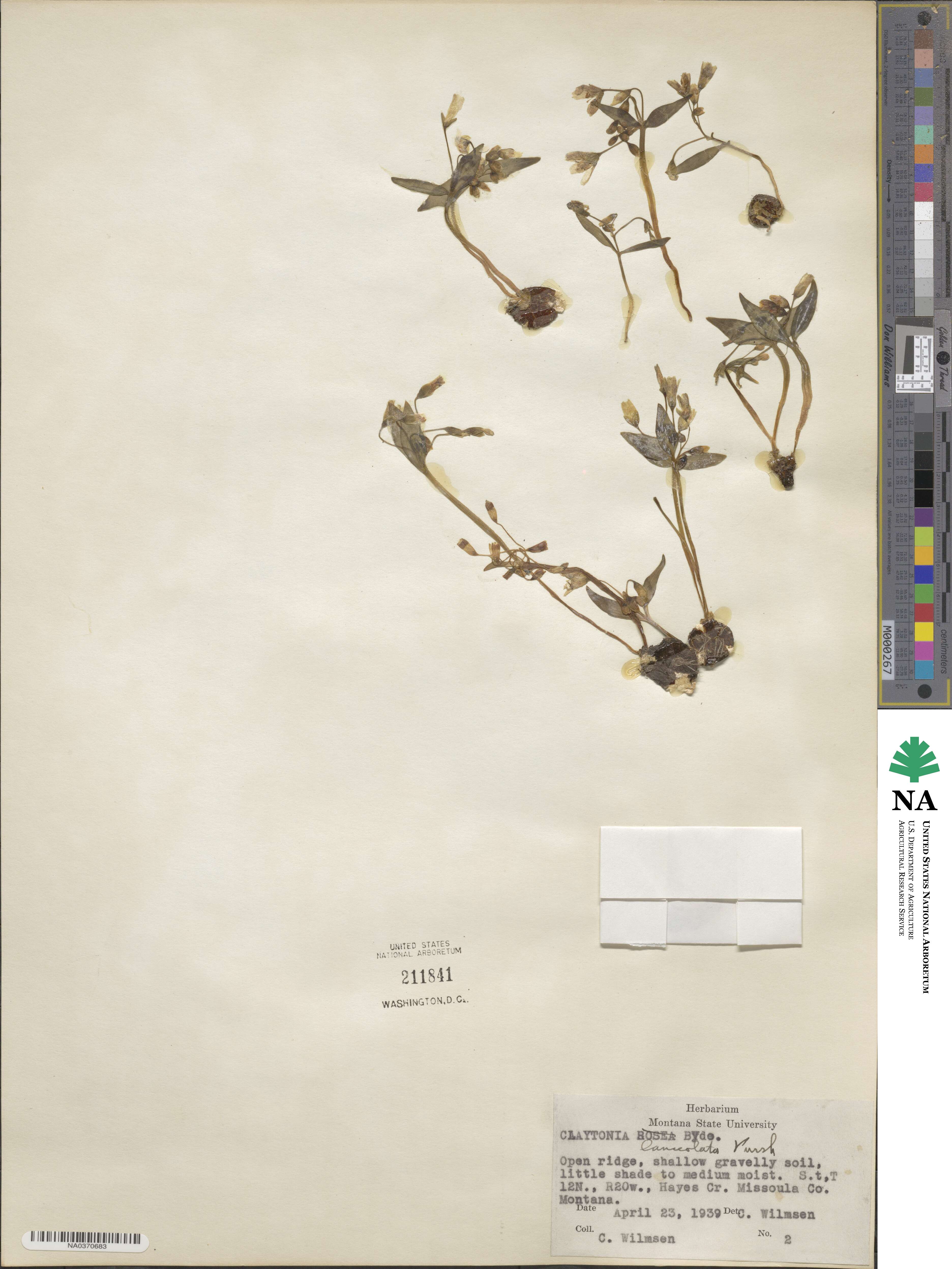 Claytonia lanceolata image