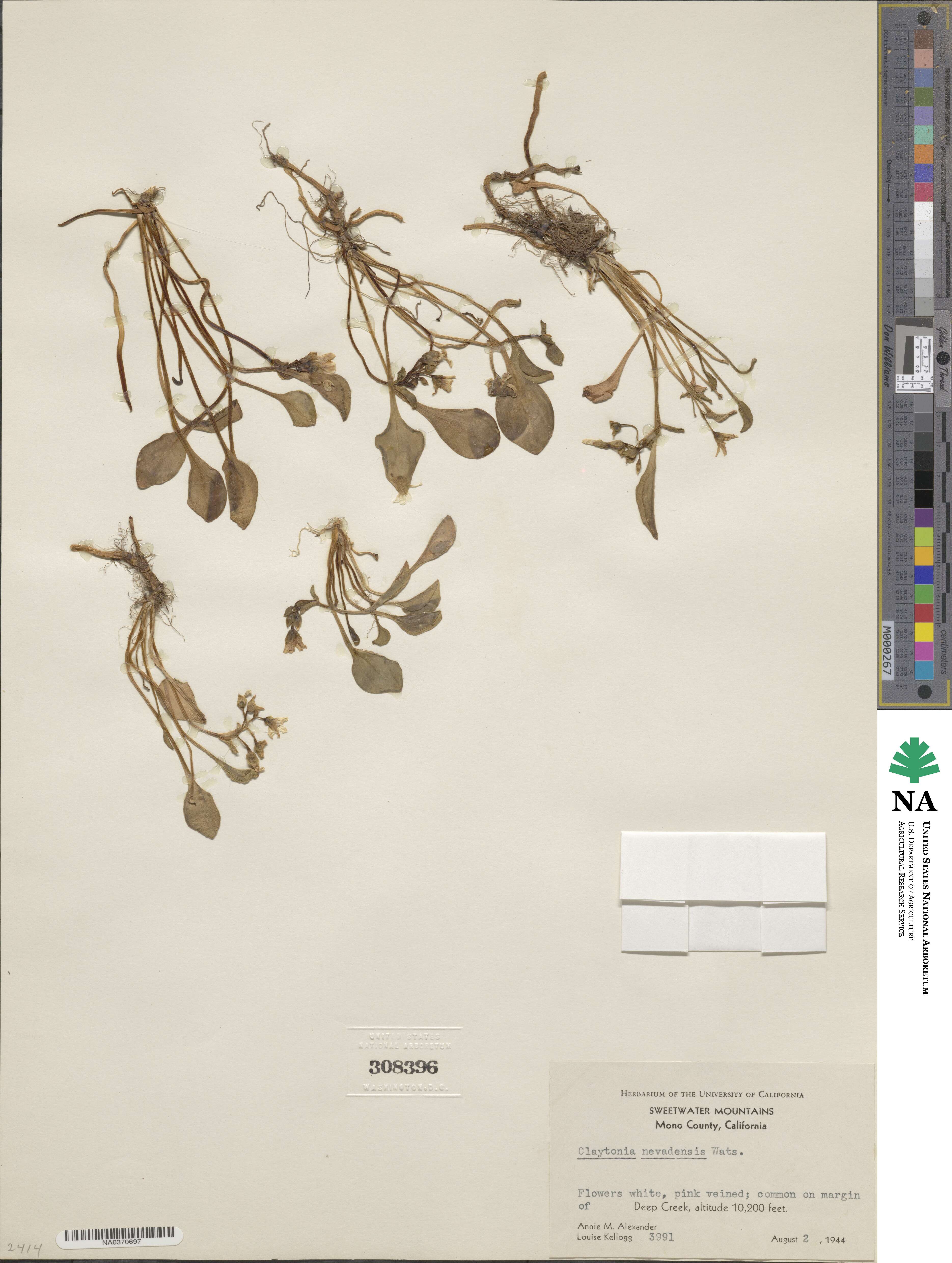 Claytonia nevadensis image