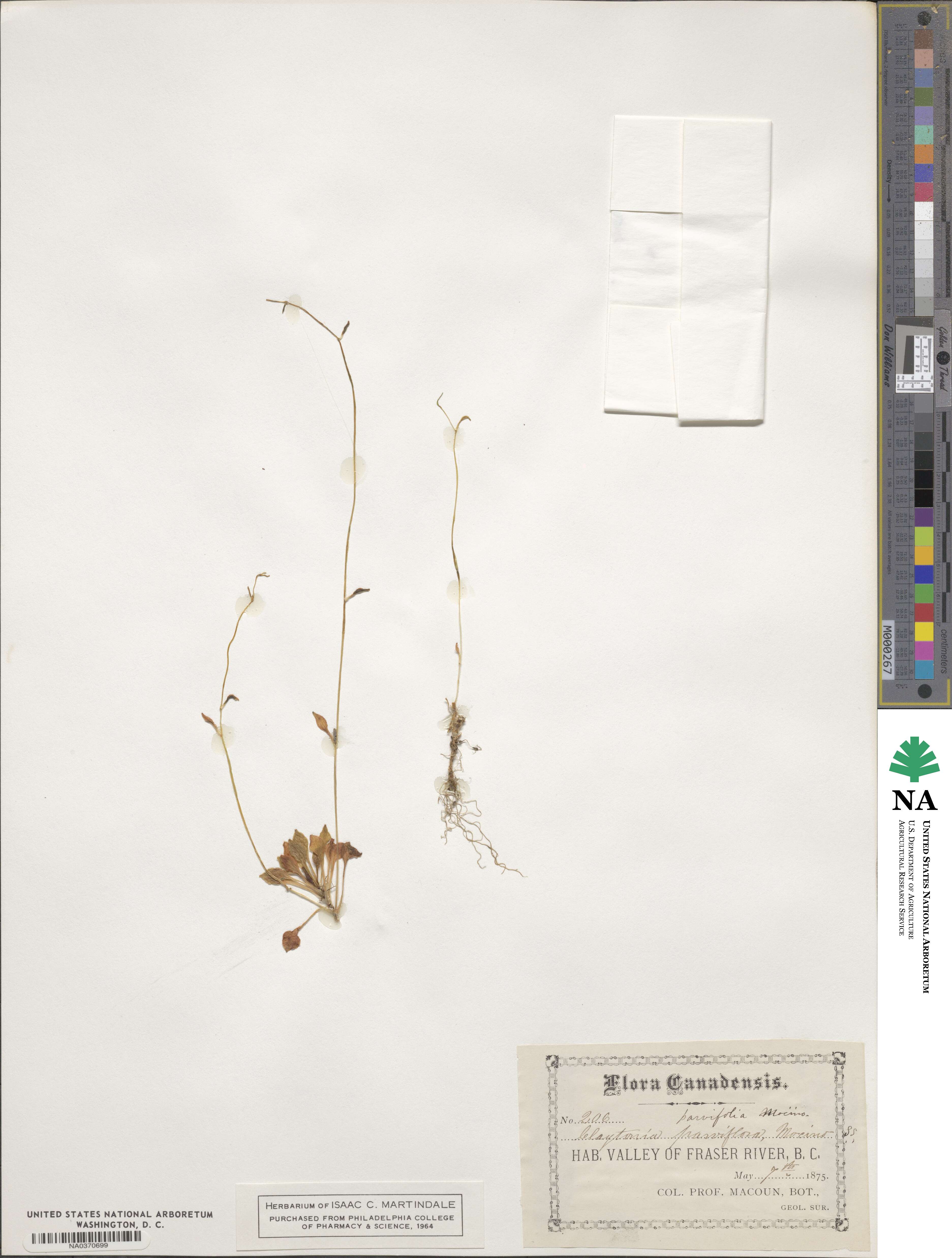 Claytonia parviflora image