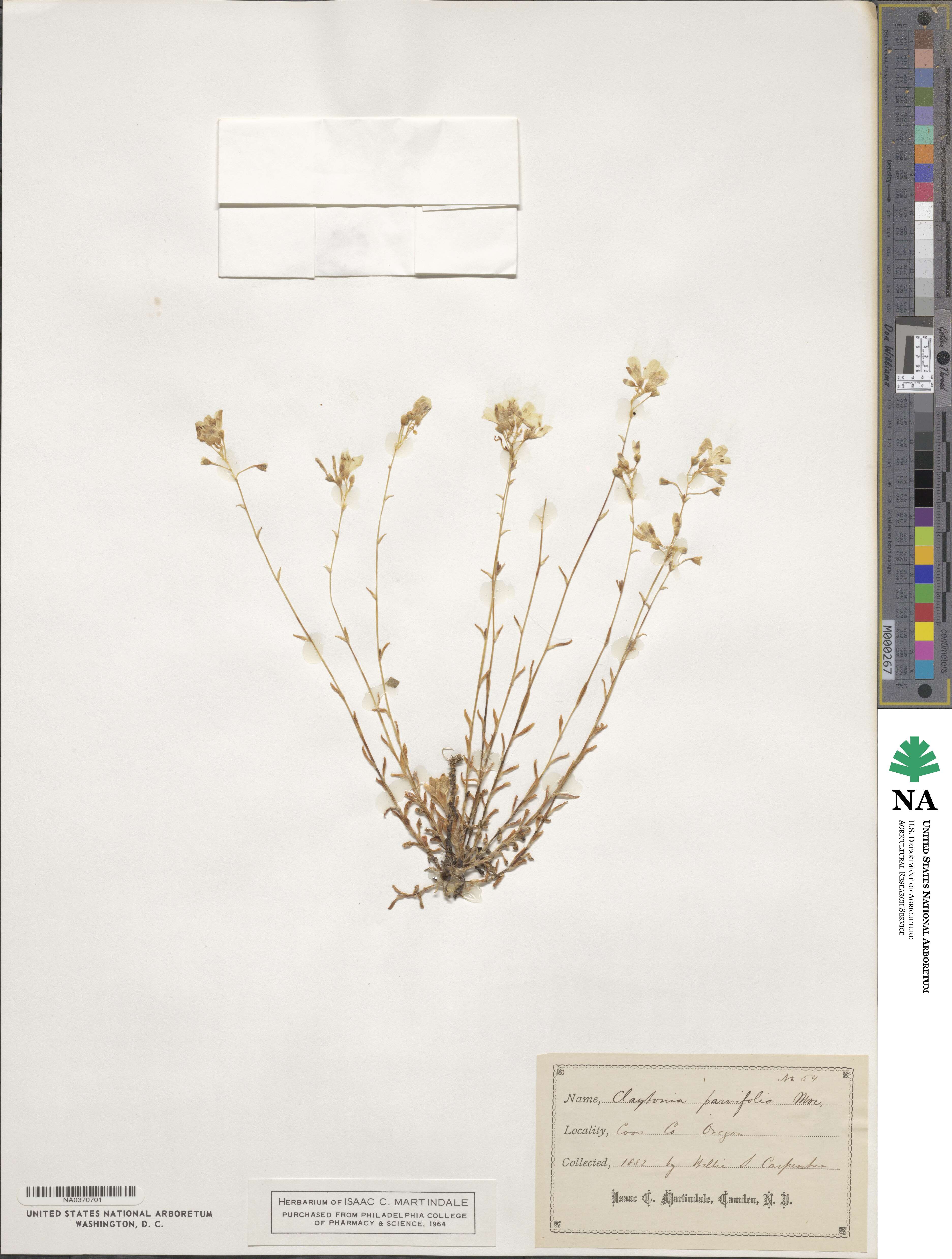 Claytonia parviflora image