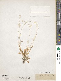 Montia parvifolia image