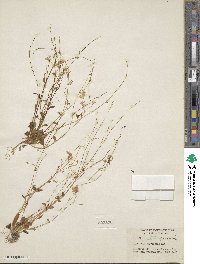 Montia parvifolia image