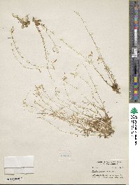 Montia parvifolia image