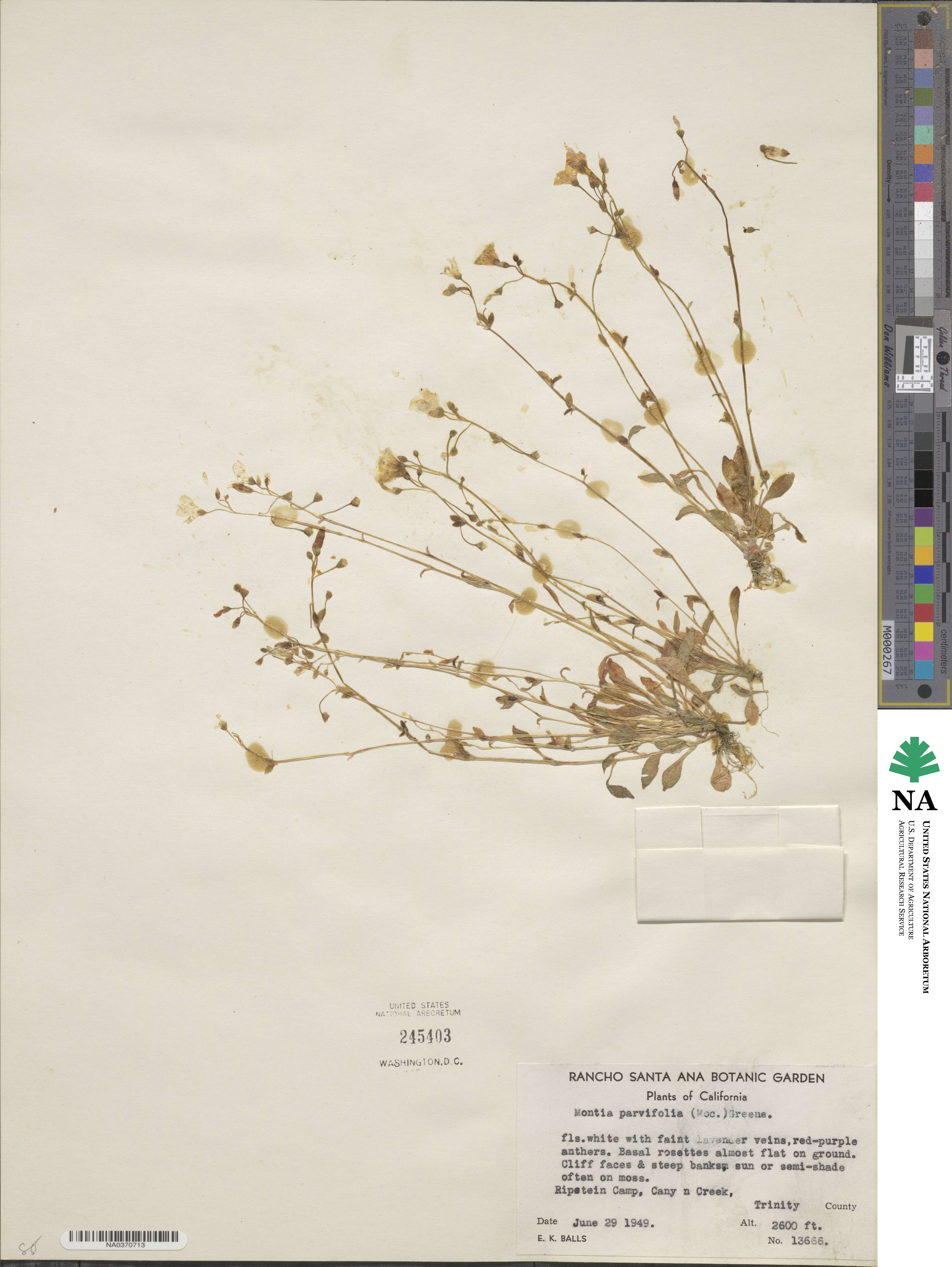 Montia parvifolia image