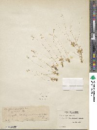 Montia parvifolia image