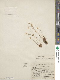 Montia parvifolia image