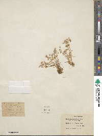 Montia parvifolia image