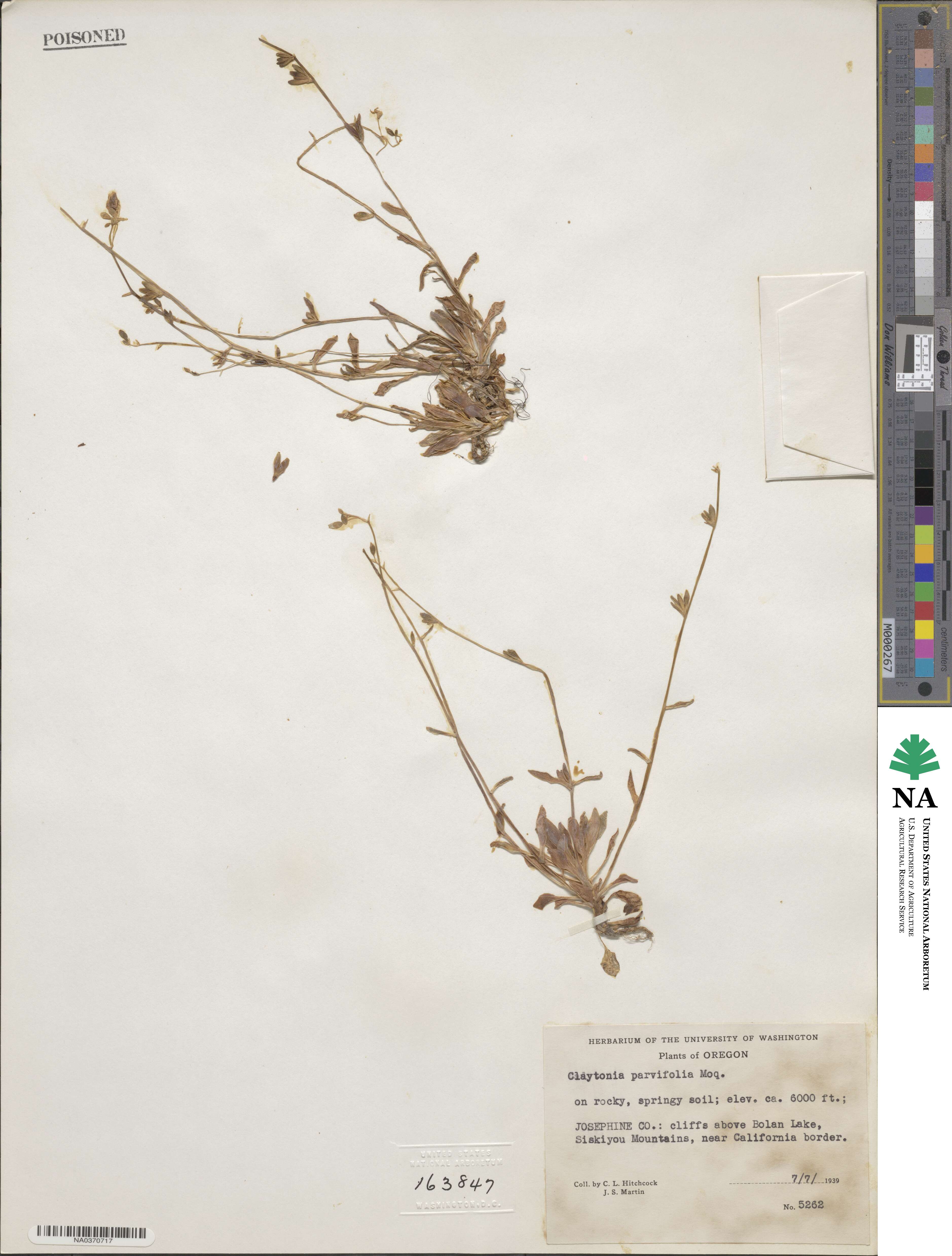 Montia parvifolia image