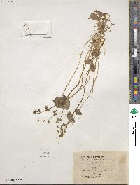 Claytonia perfoliata image